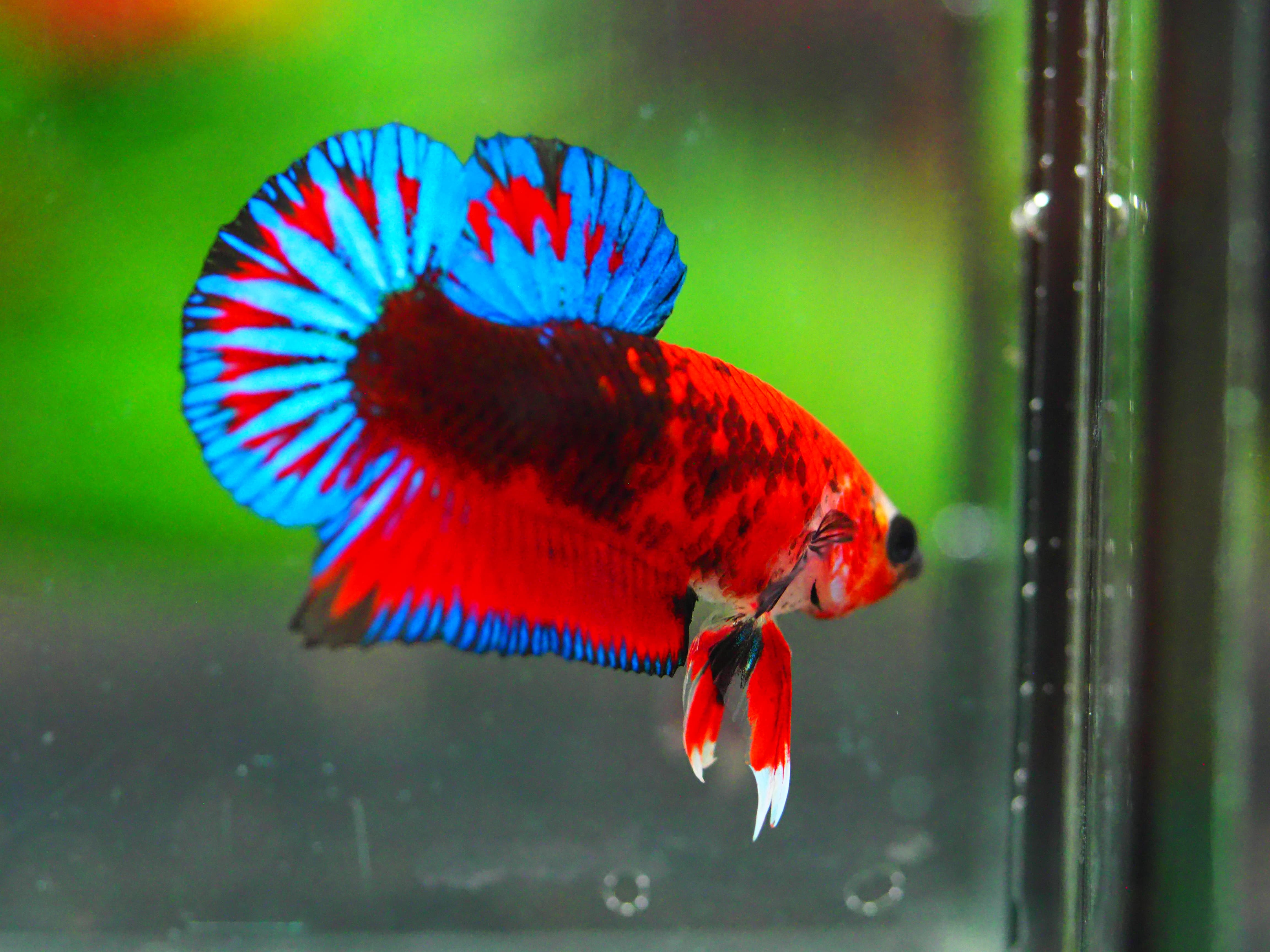 HMPK FANCY MALE GRADE A +++