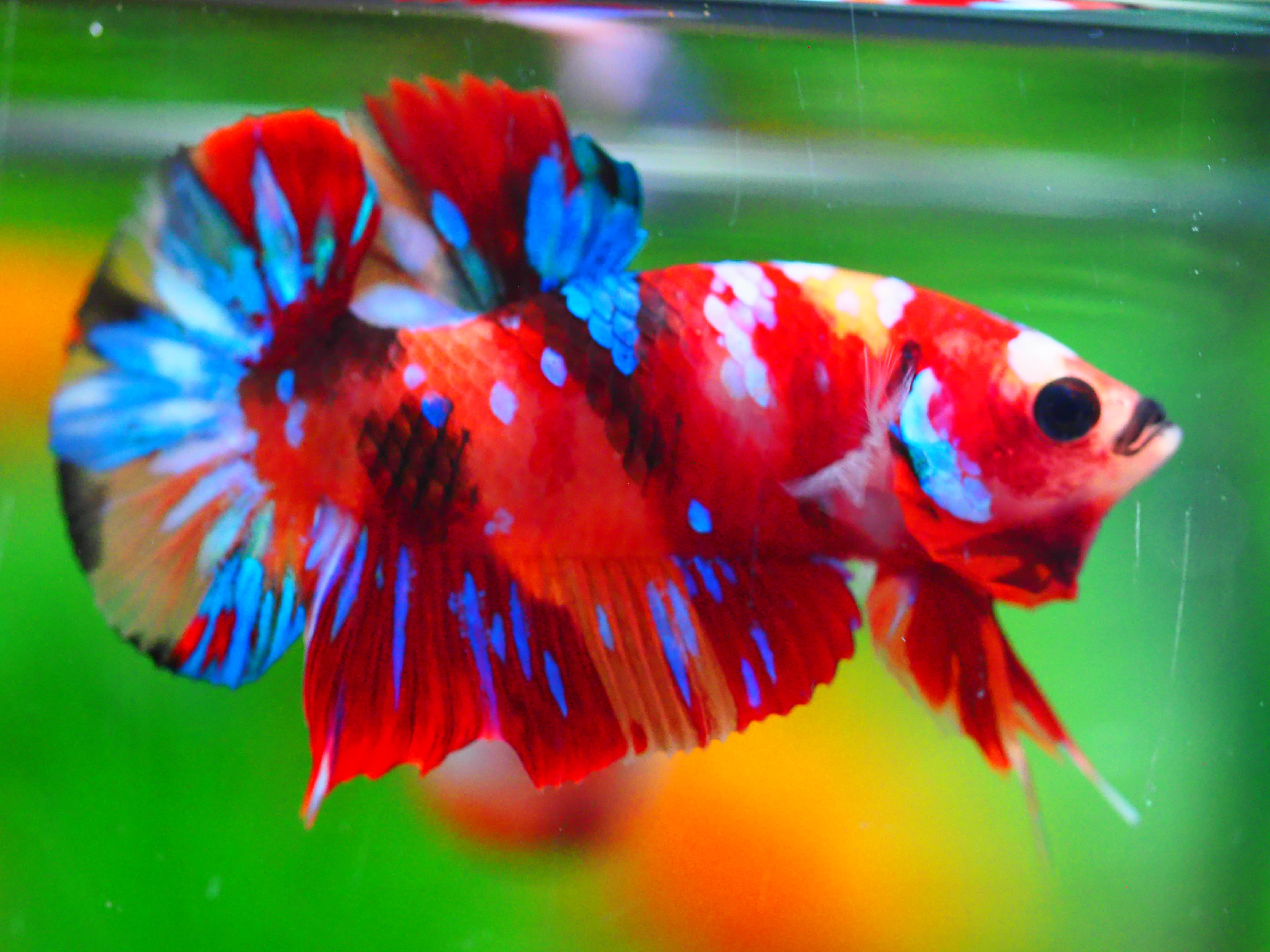 HMPK NEMO GALAXY MALE GRADE A +++