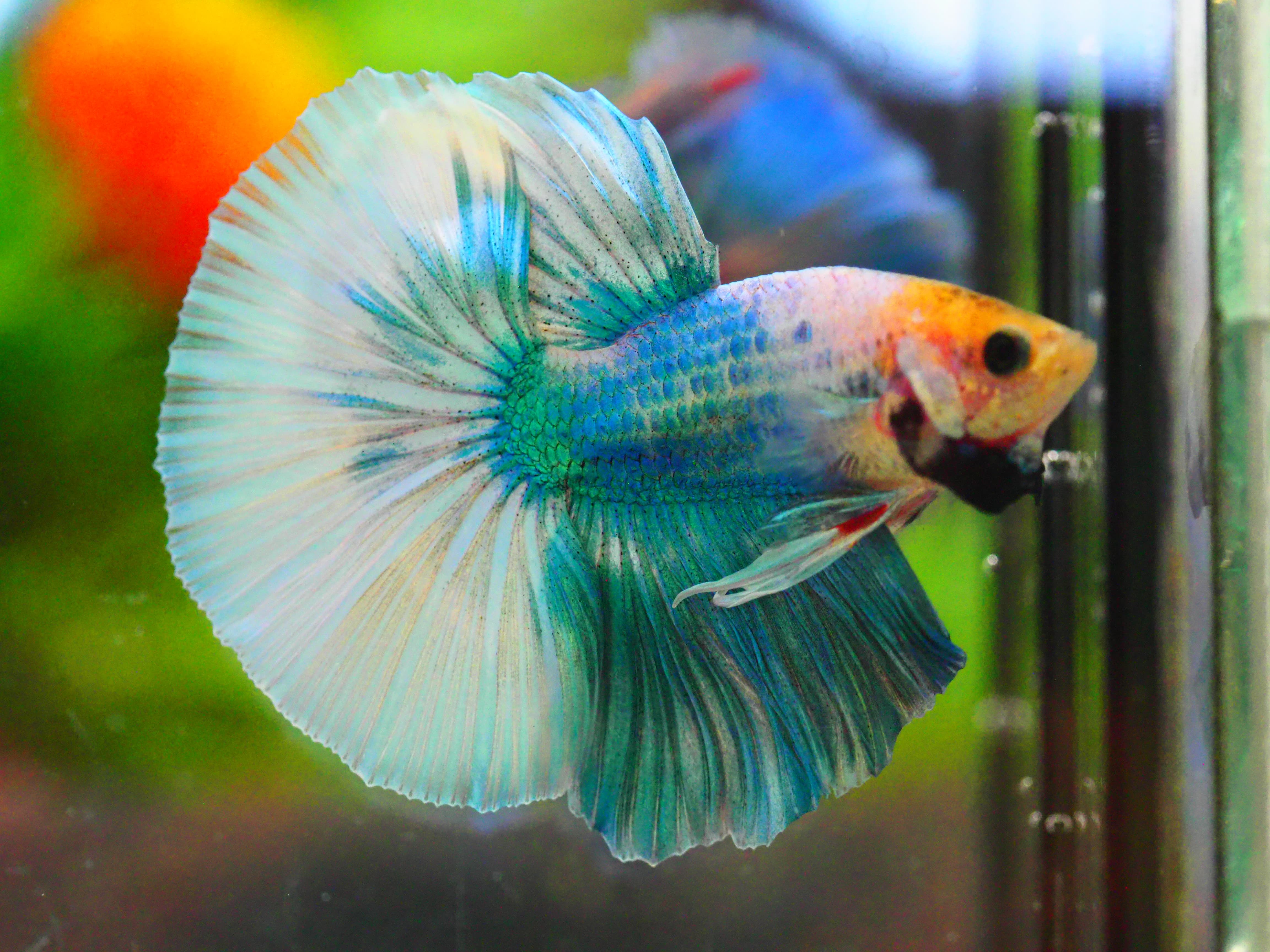 HM FANCY MALE GRADE A +++