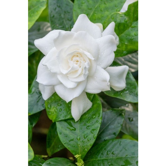 Perfume vial ตัวอย่าง 3ml