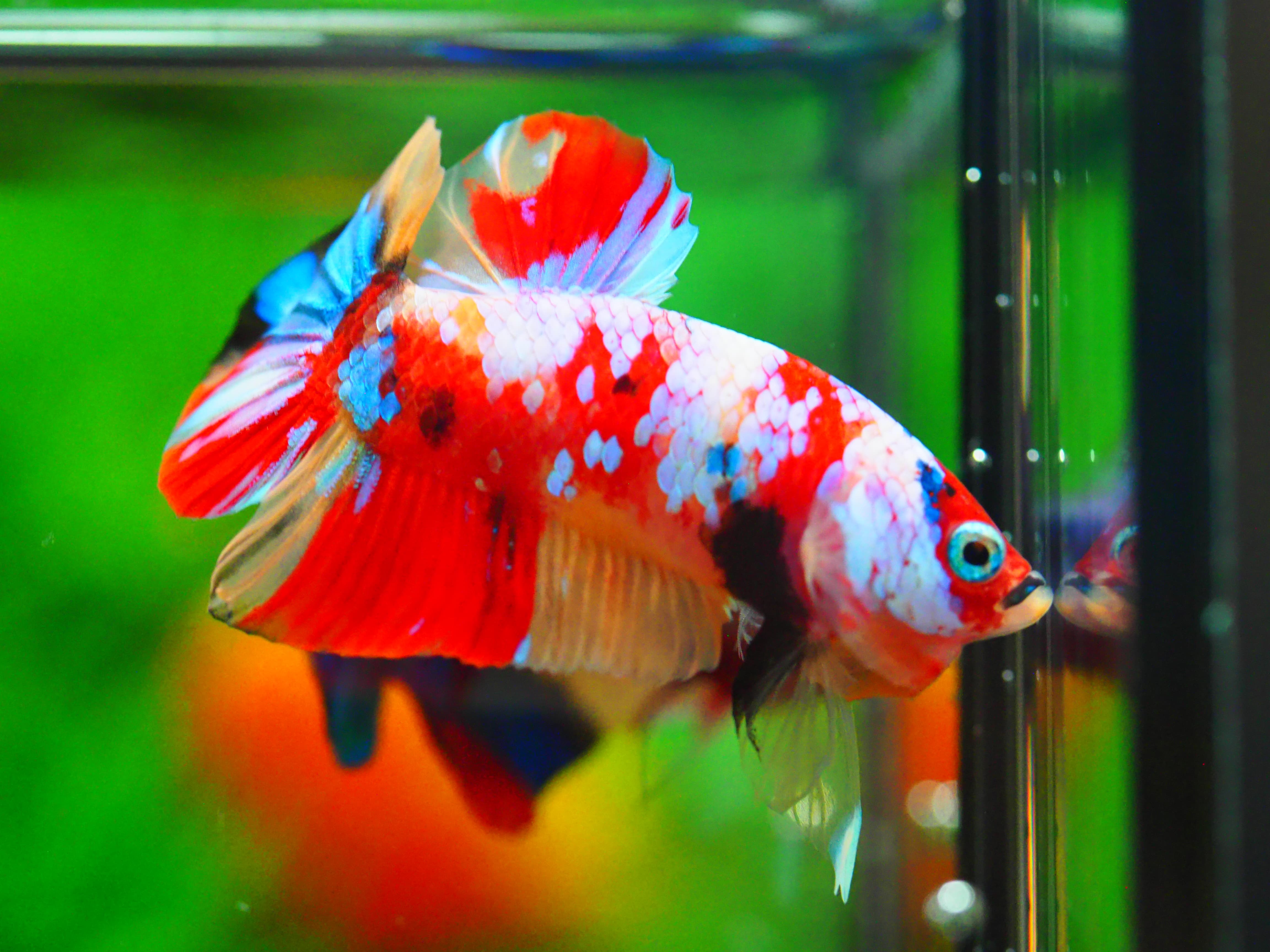 HMPK NEMO GALAXY MALE GRADE A +++