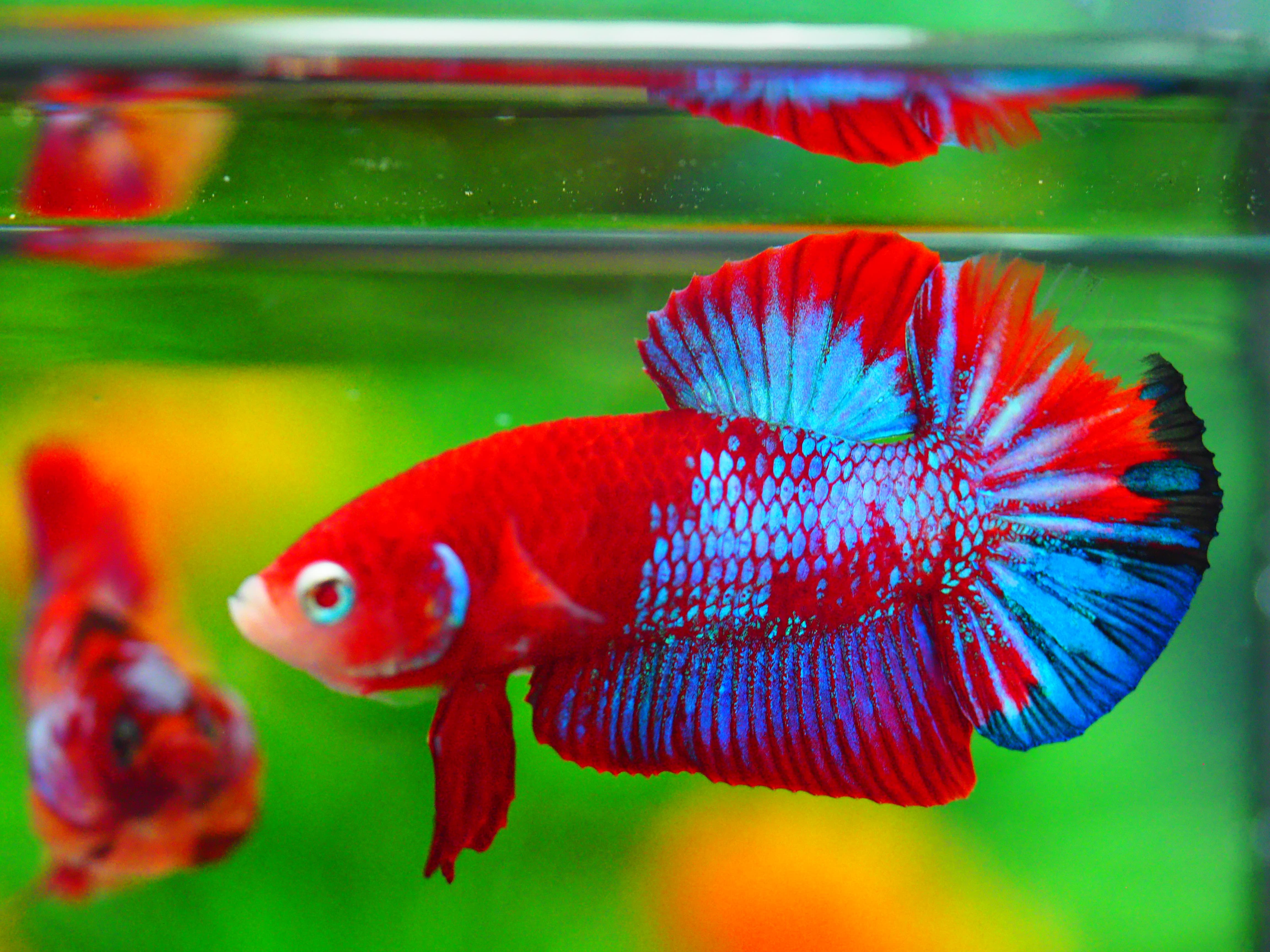 HMPK KOI GALAXY MALE GRADE A +++