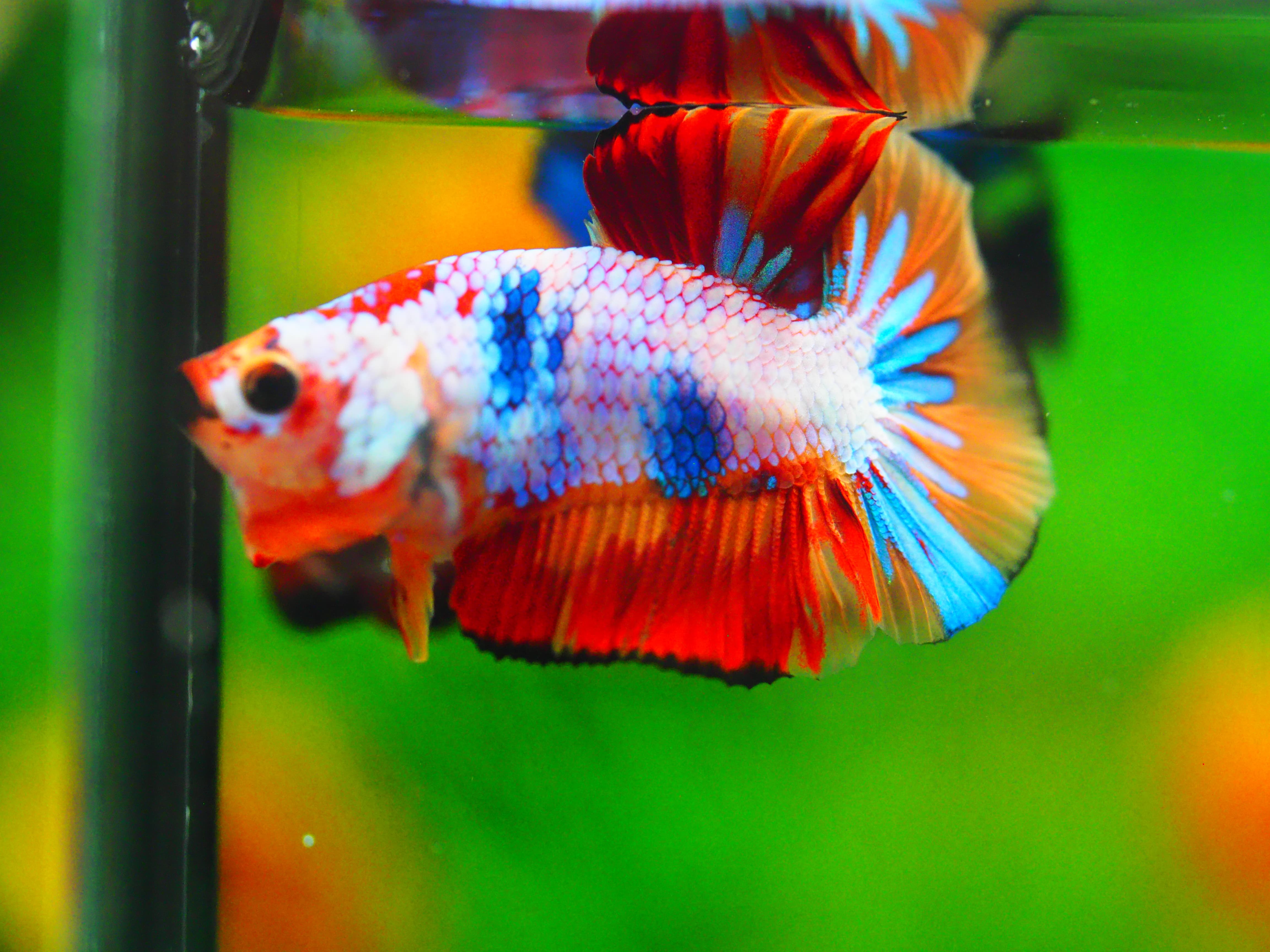 HMPK NEMO MALE GRADE A +++