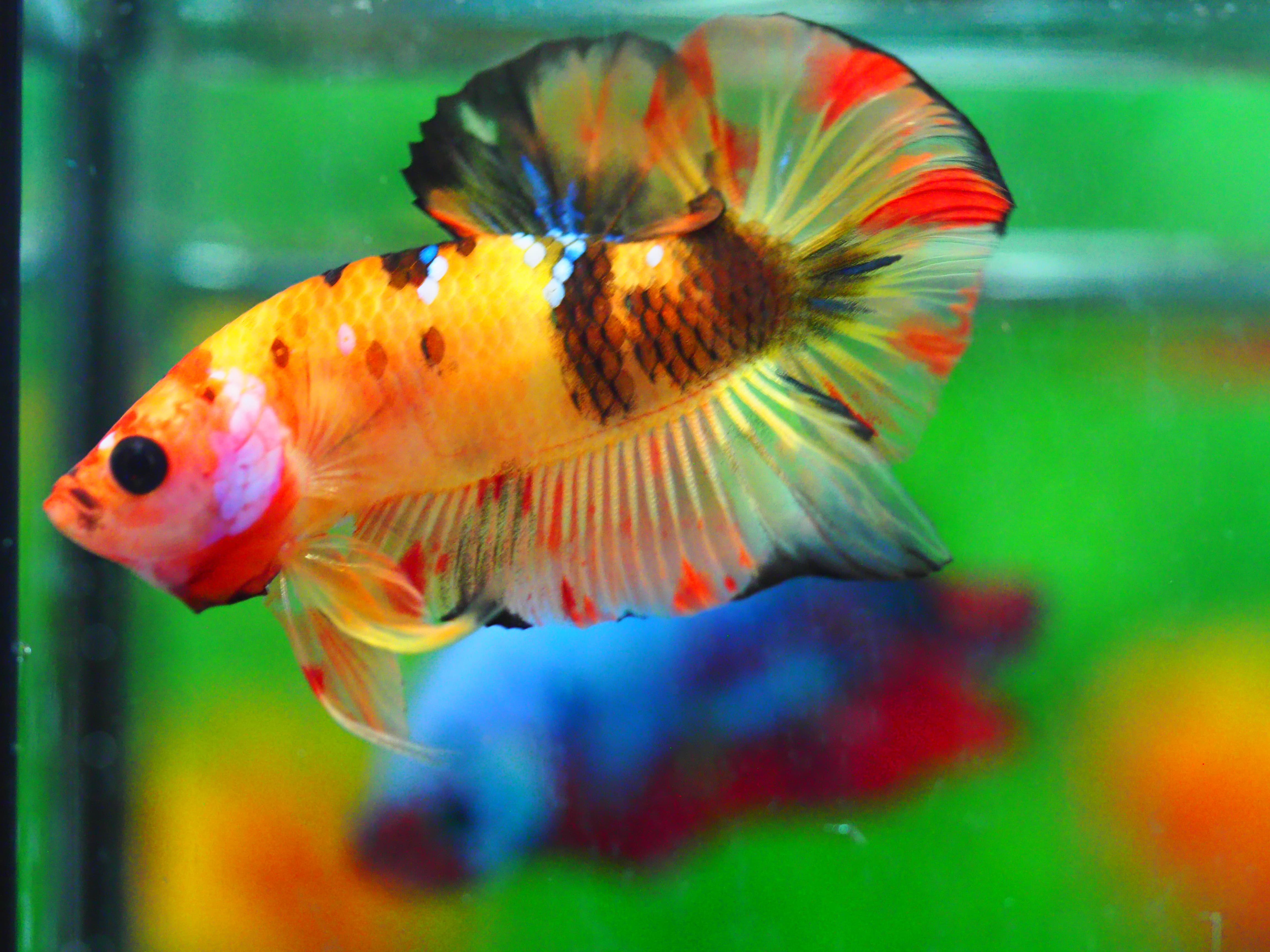 HMPK NEMO MALE GRADE A +++