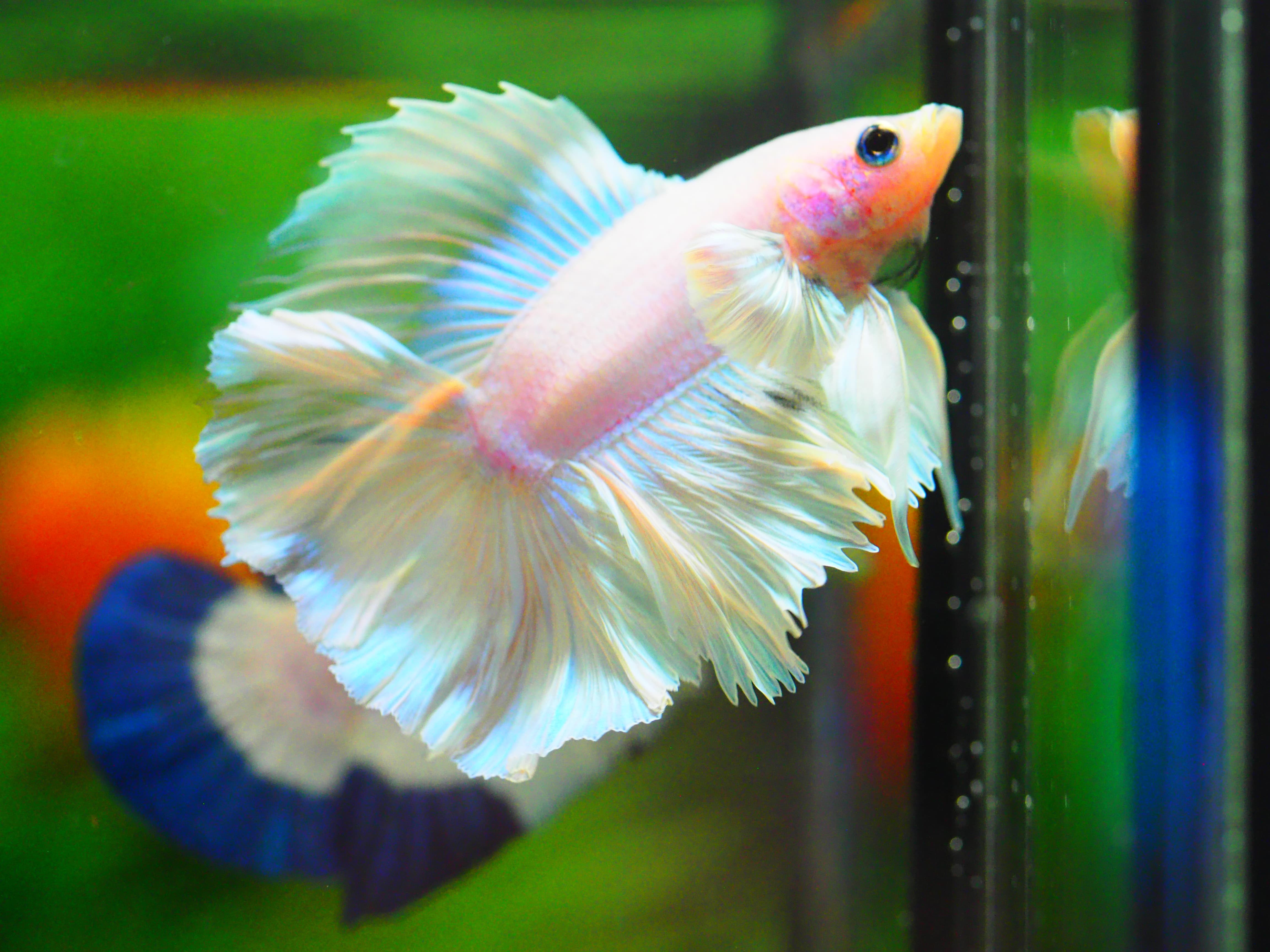 HM DT DUMBO MALE GRADE A +++