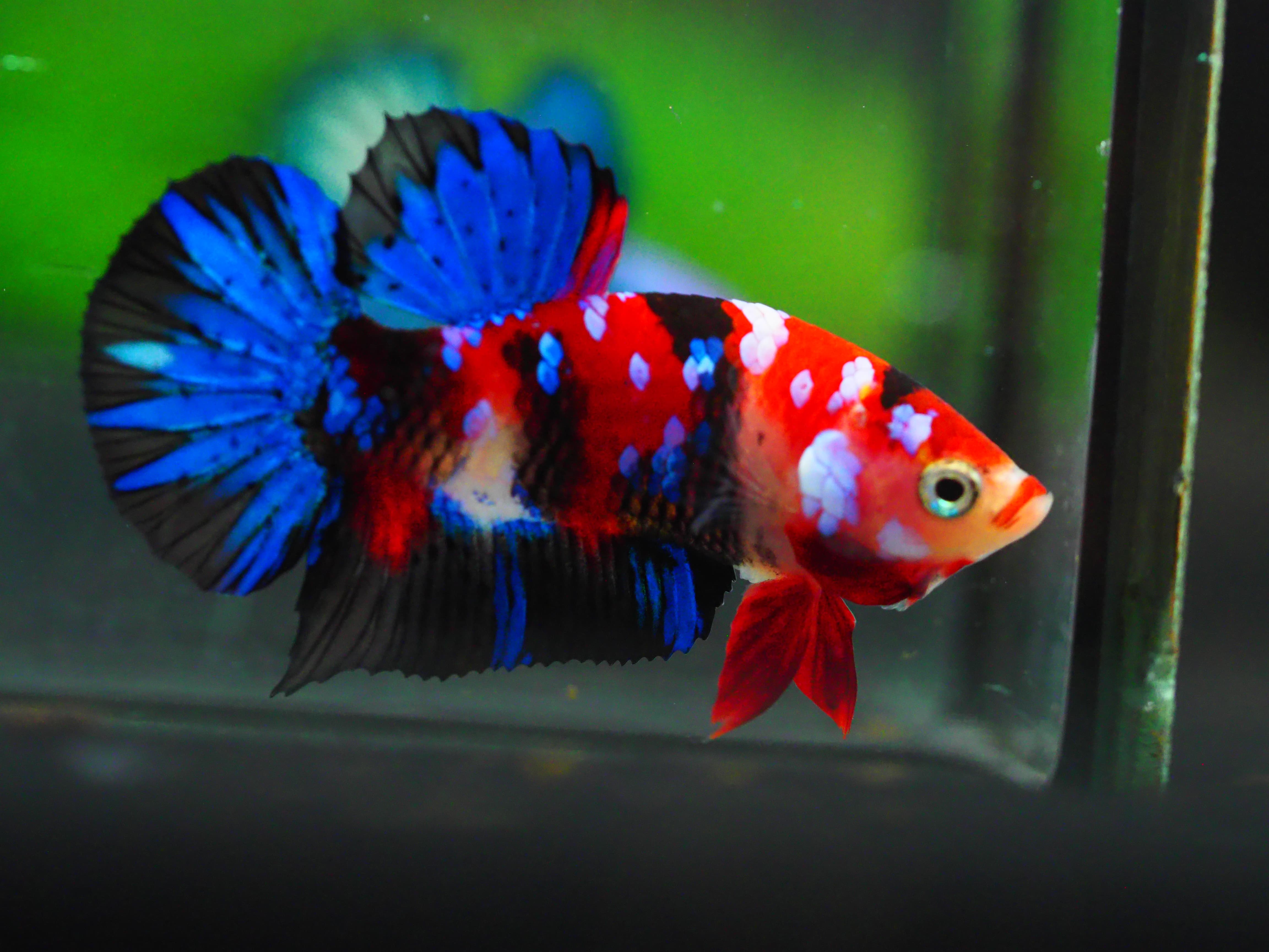 HMPK KOI GALAXY MALE GRADE A +++