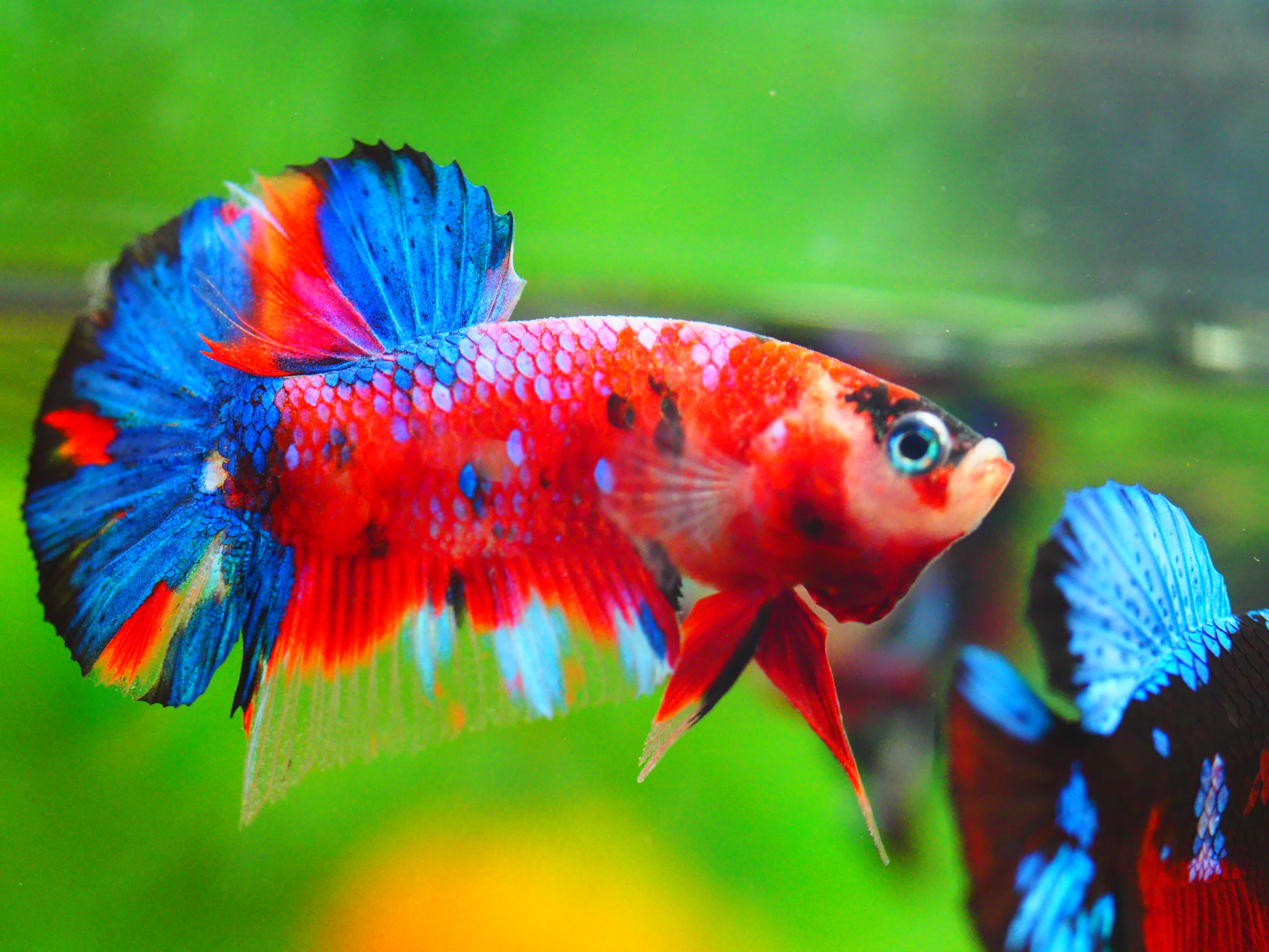 HMPK KOI GALAXY MALE GRADE A++