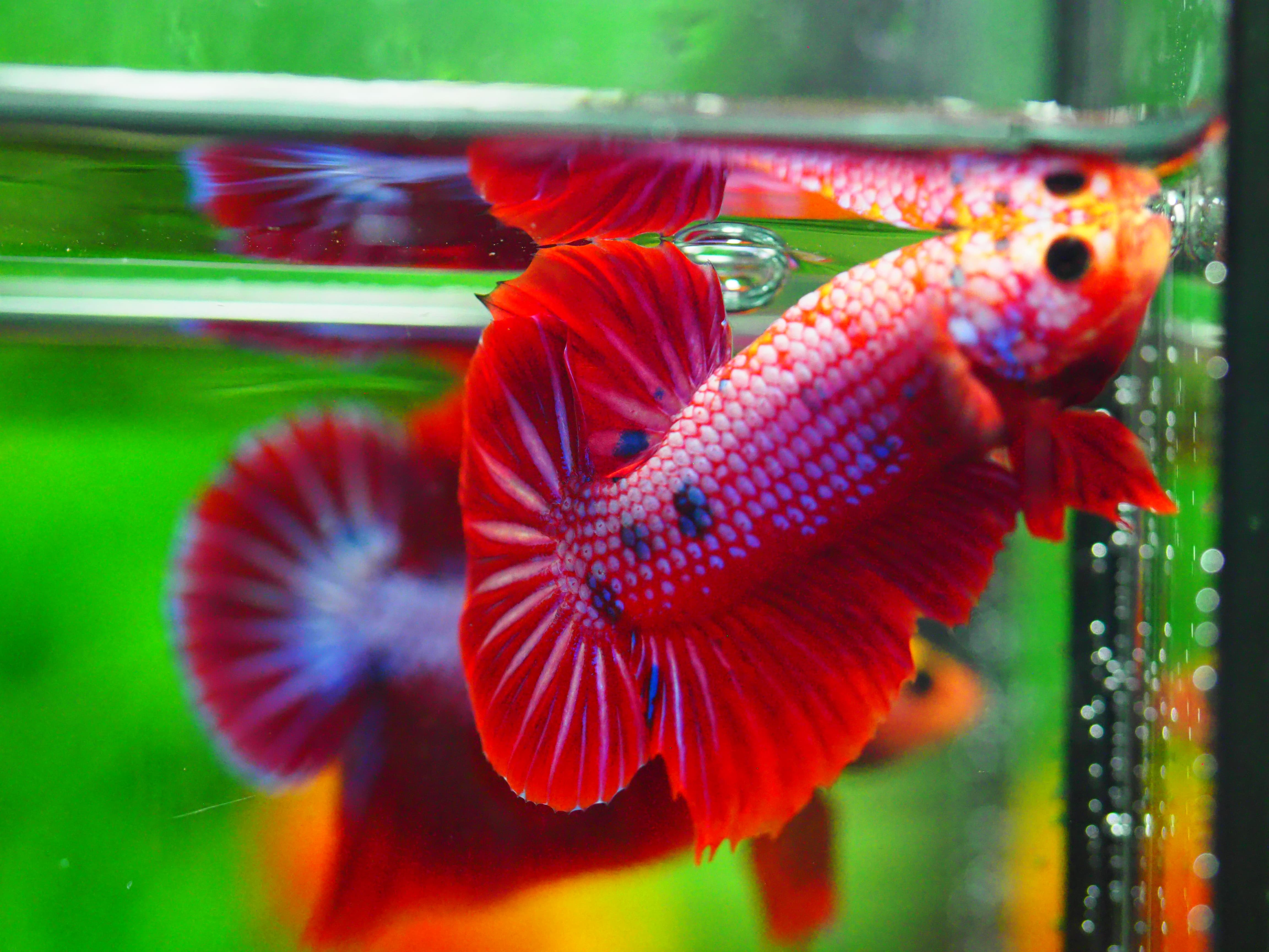 HMPK FANCY MALE GRADE A +++