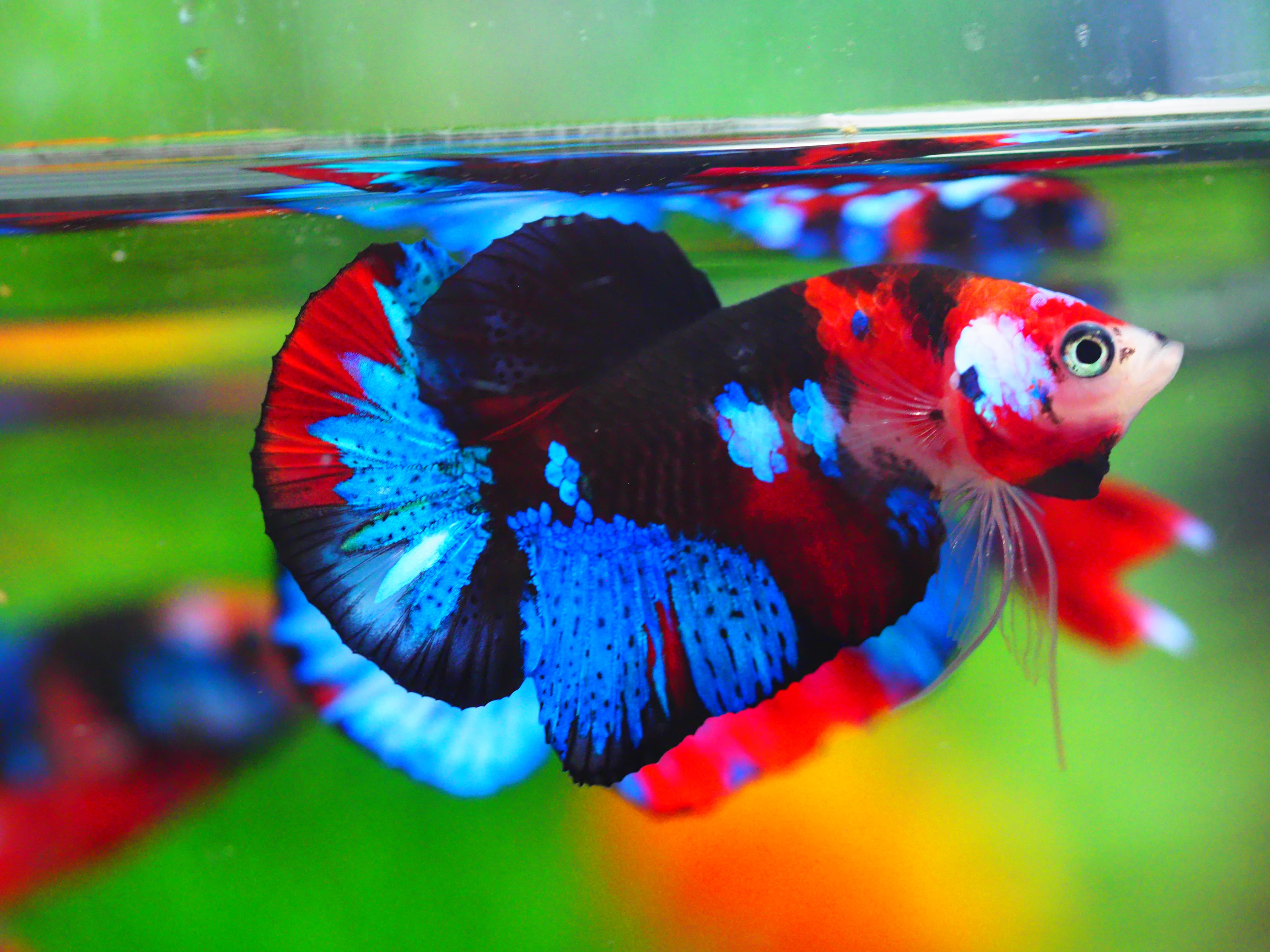 HMPK KOI GALAXY MALE GRADE A +++
