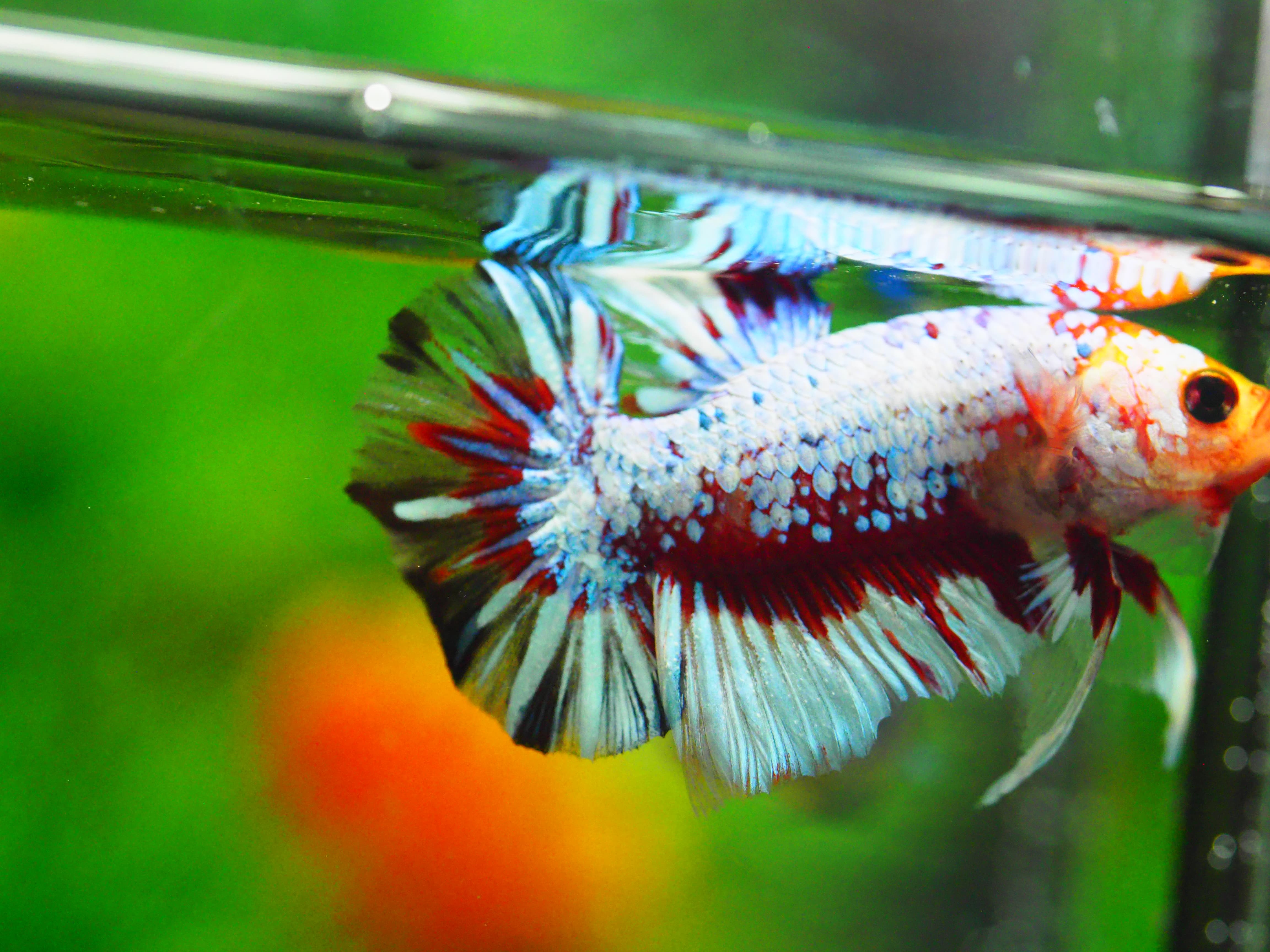 HMPK FANCY MALE GRADE A +++