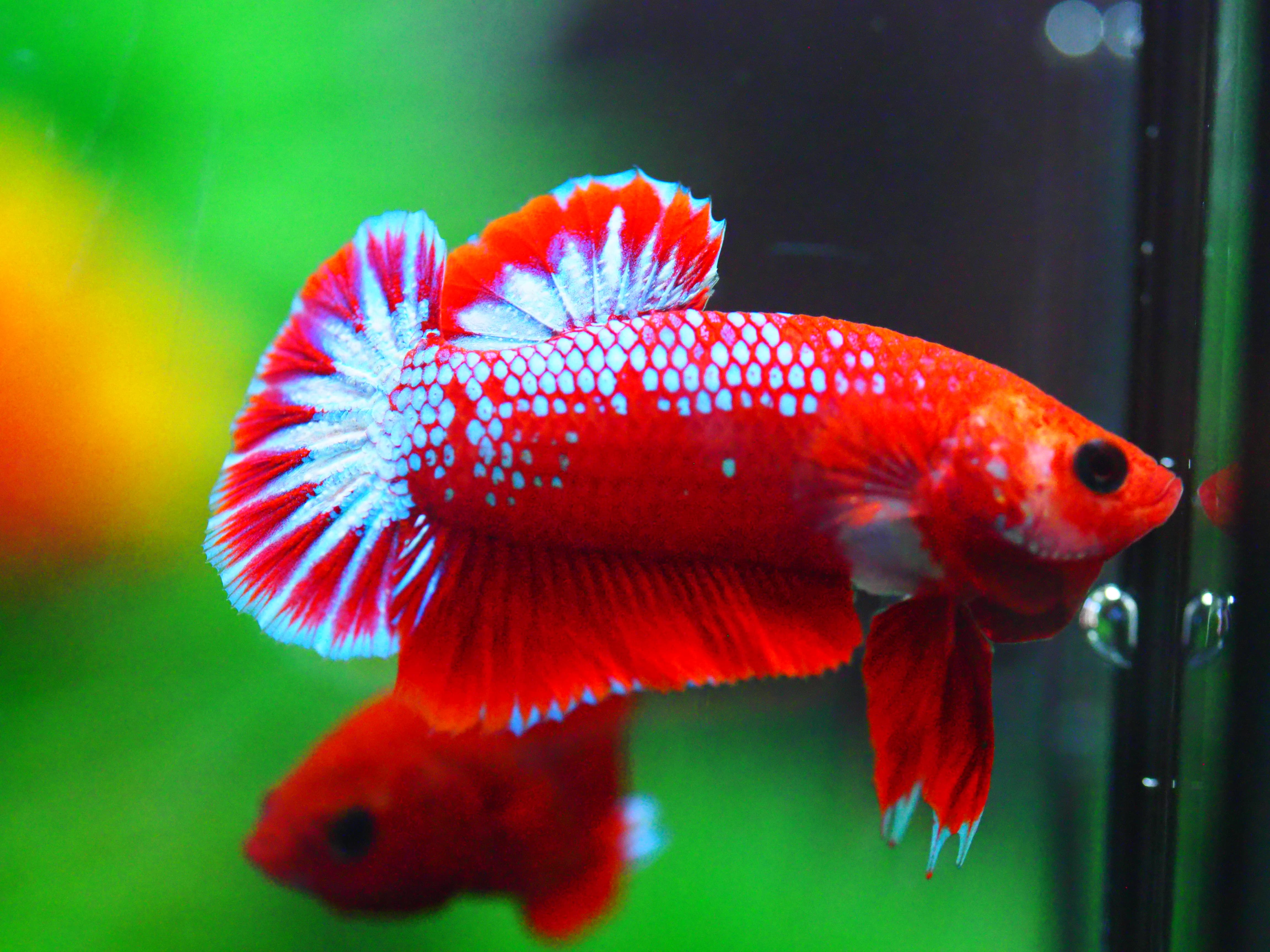 HMPK FANCY MALE GRADE A +++