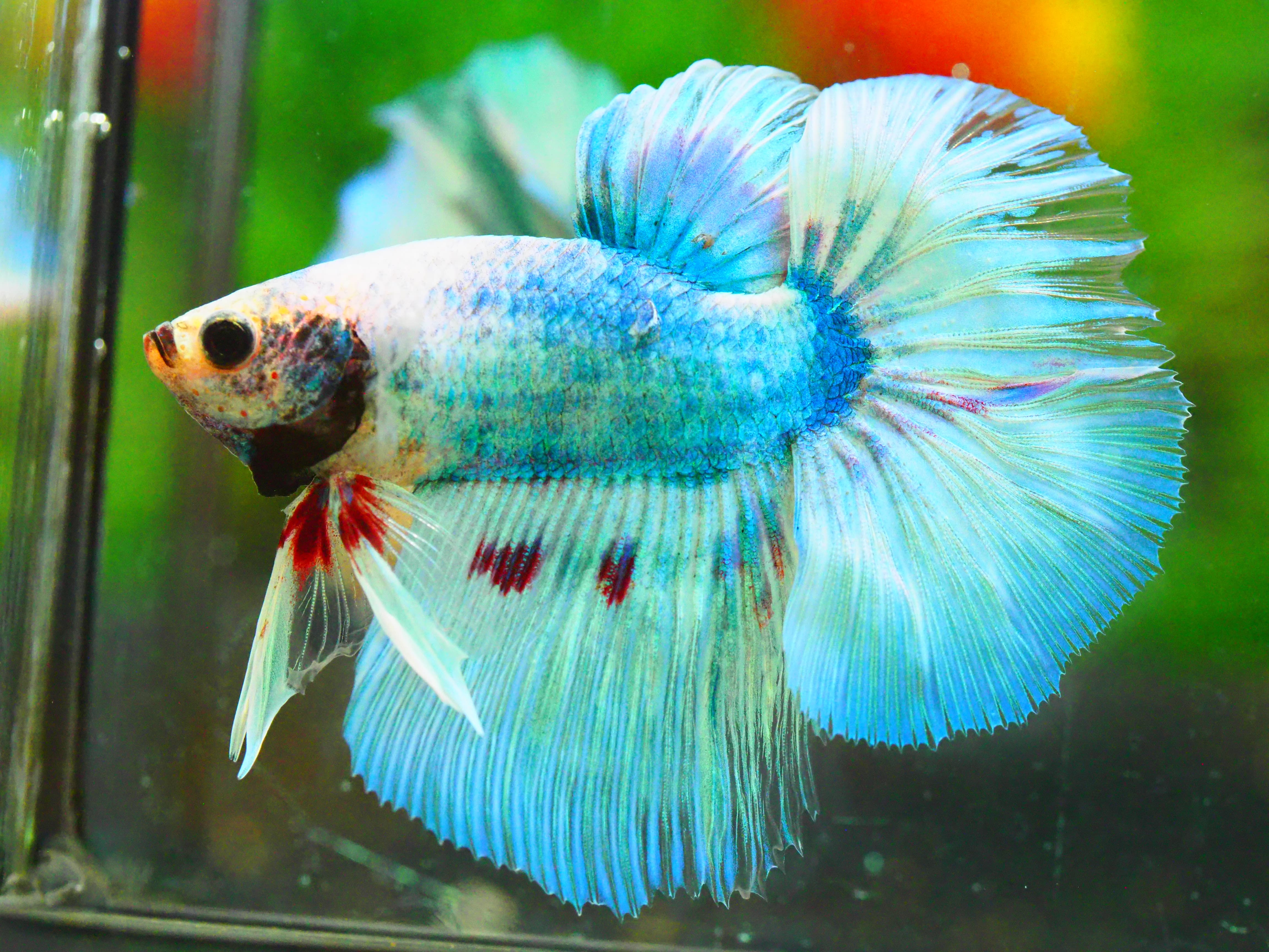 HM FANCY MALE GRADE A +++