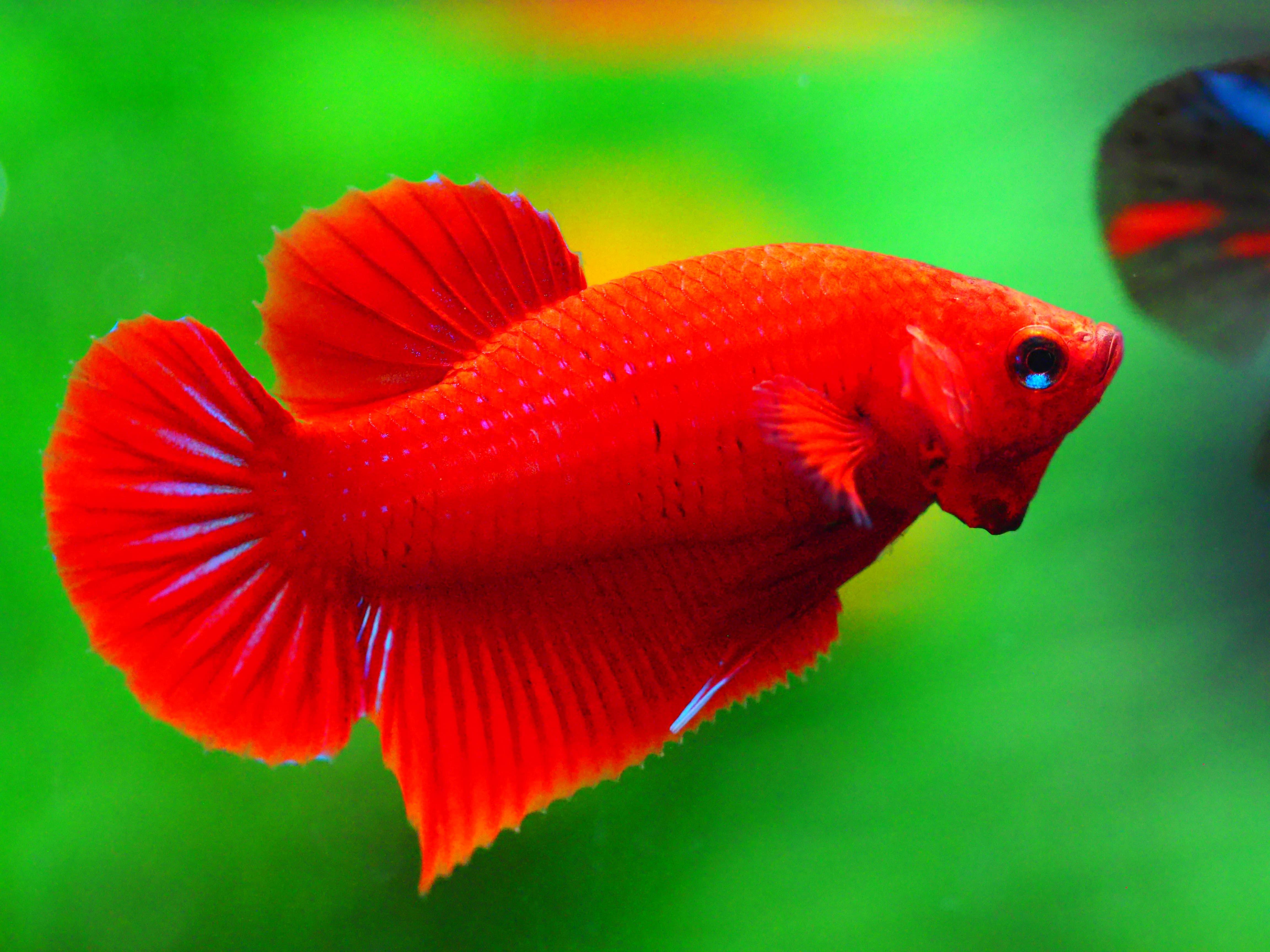 HMPK RED MALE GRADE A +++
