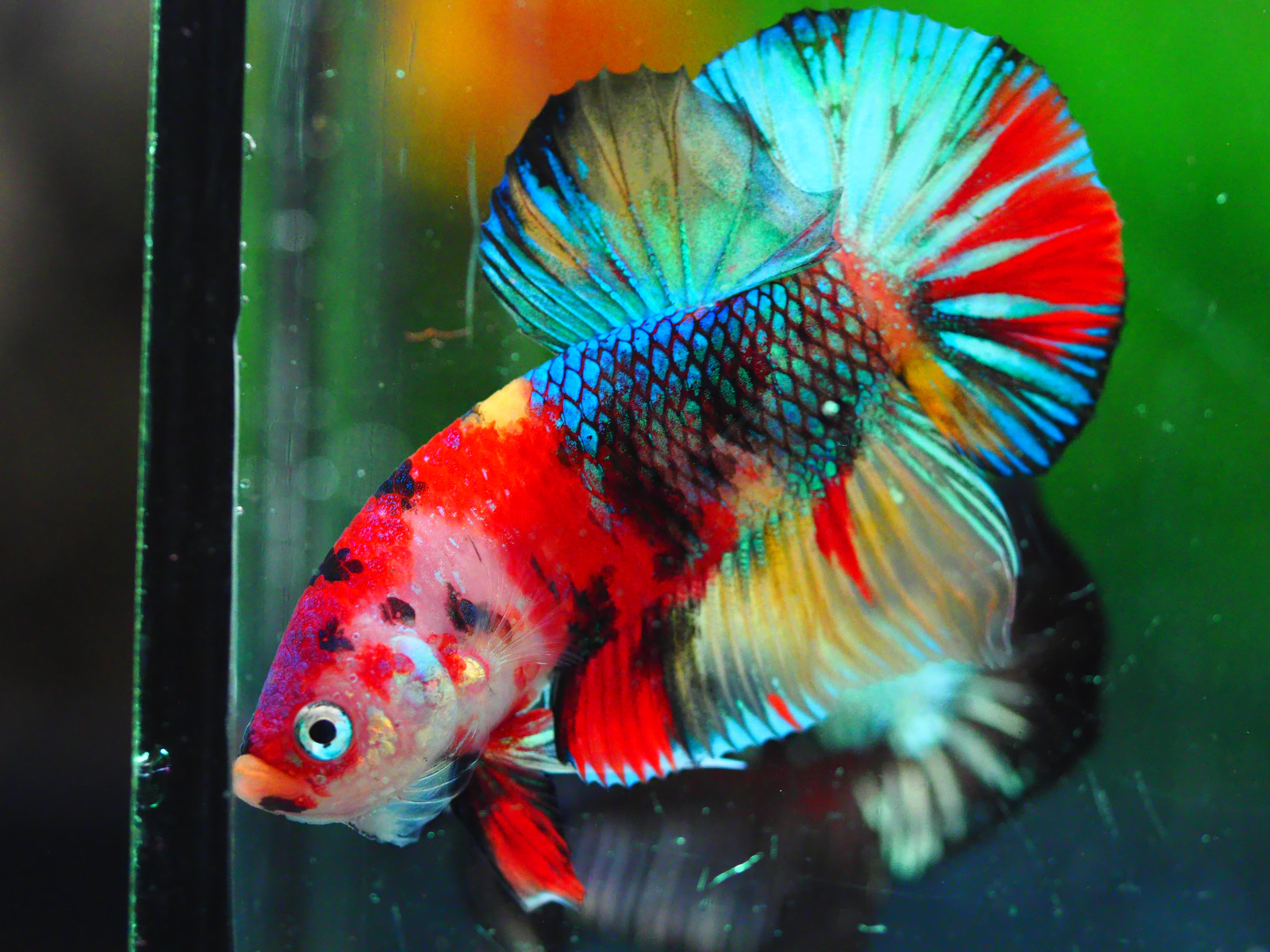 HMPK KOI GALAXY MALE GRADE A +++