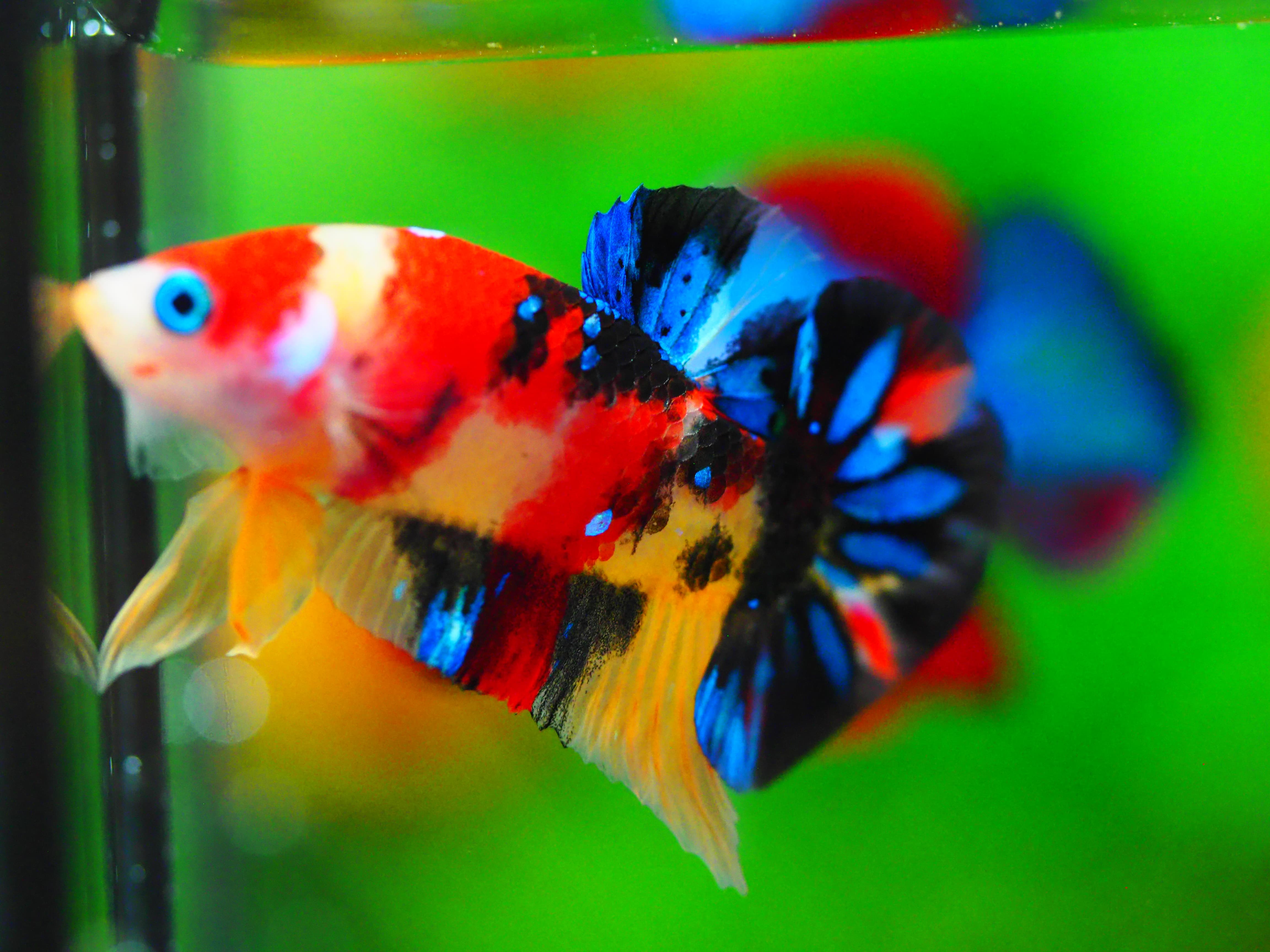 HMPK NEMO GALAXY MALE GRADE A +++