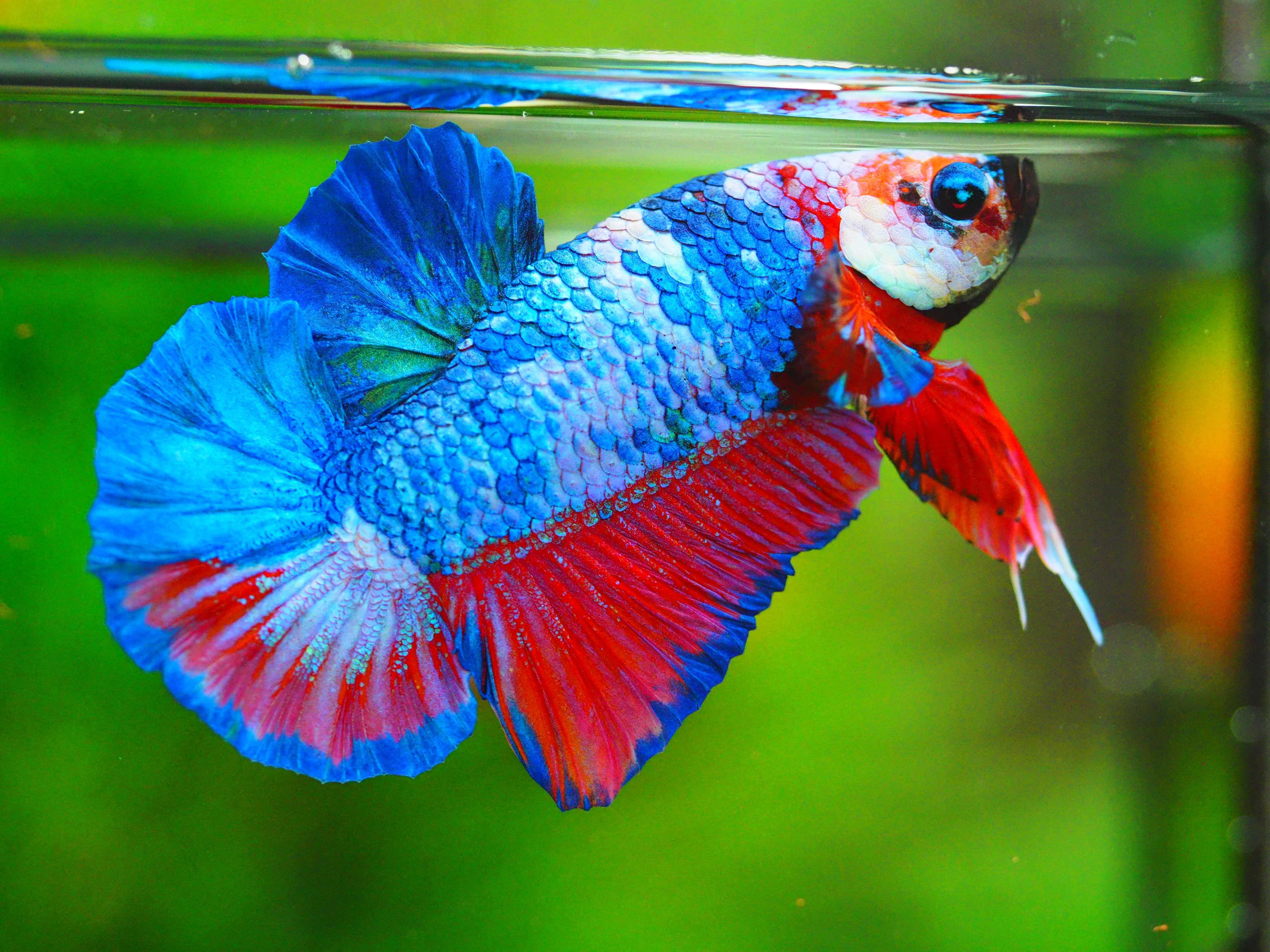 HMPK KOI GALAXY MALE GRADE A++