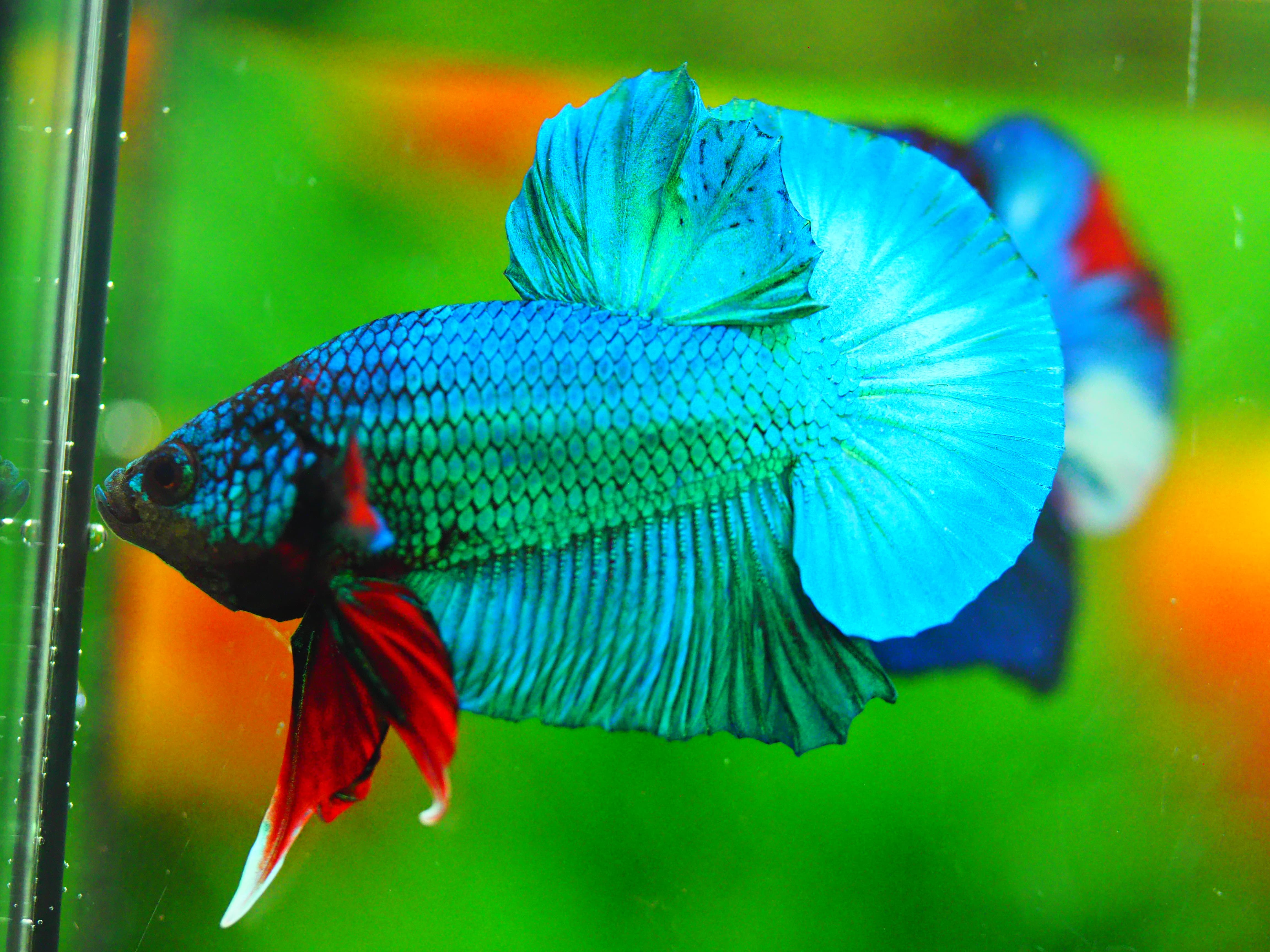 HMPK KOI FANCY MALE GRADE A +++