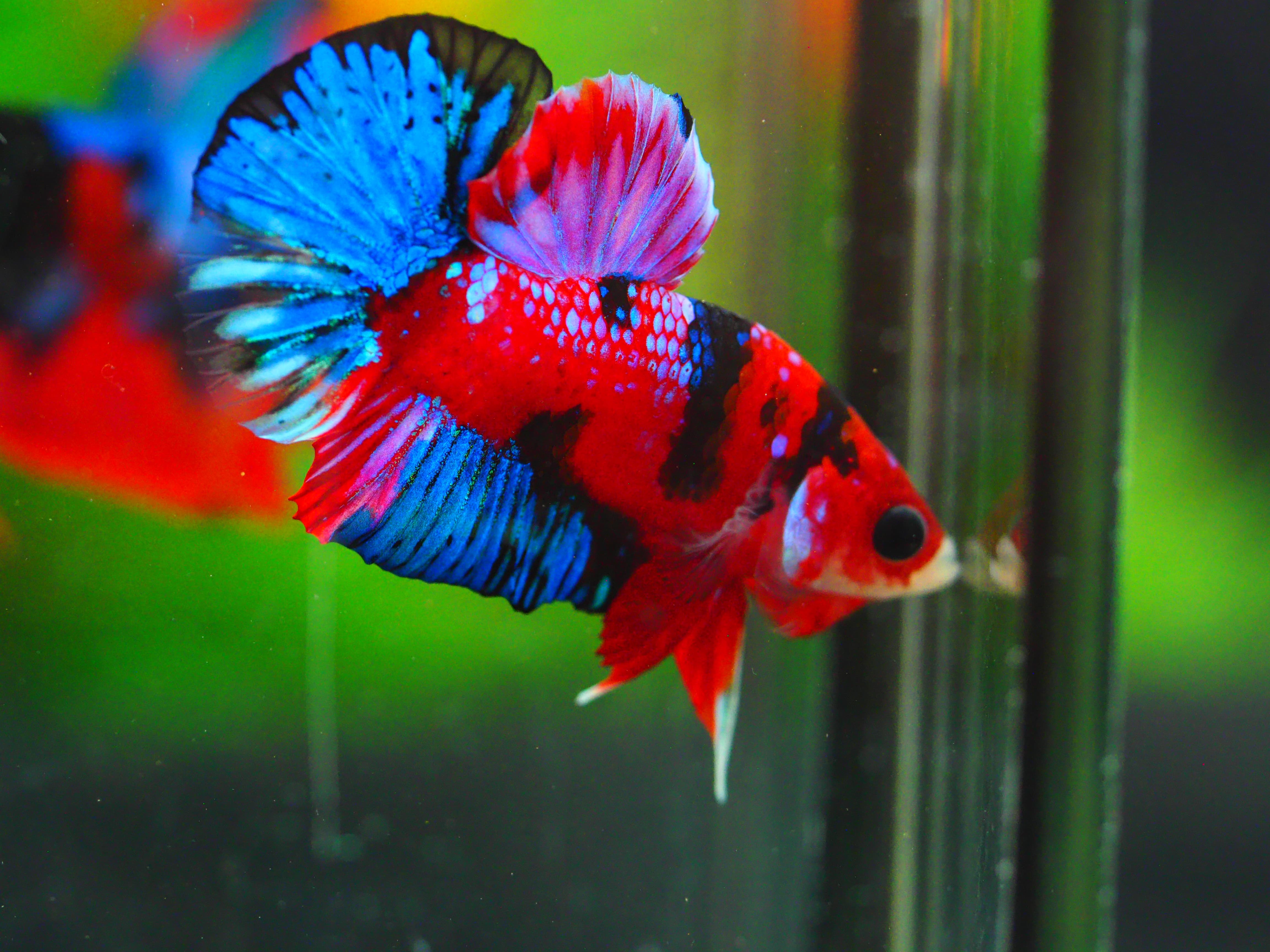 HMPK KOI GALAXY MALE GRADE A +++