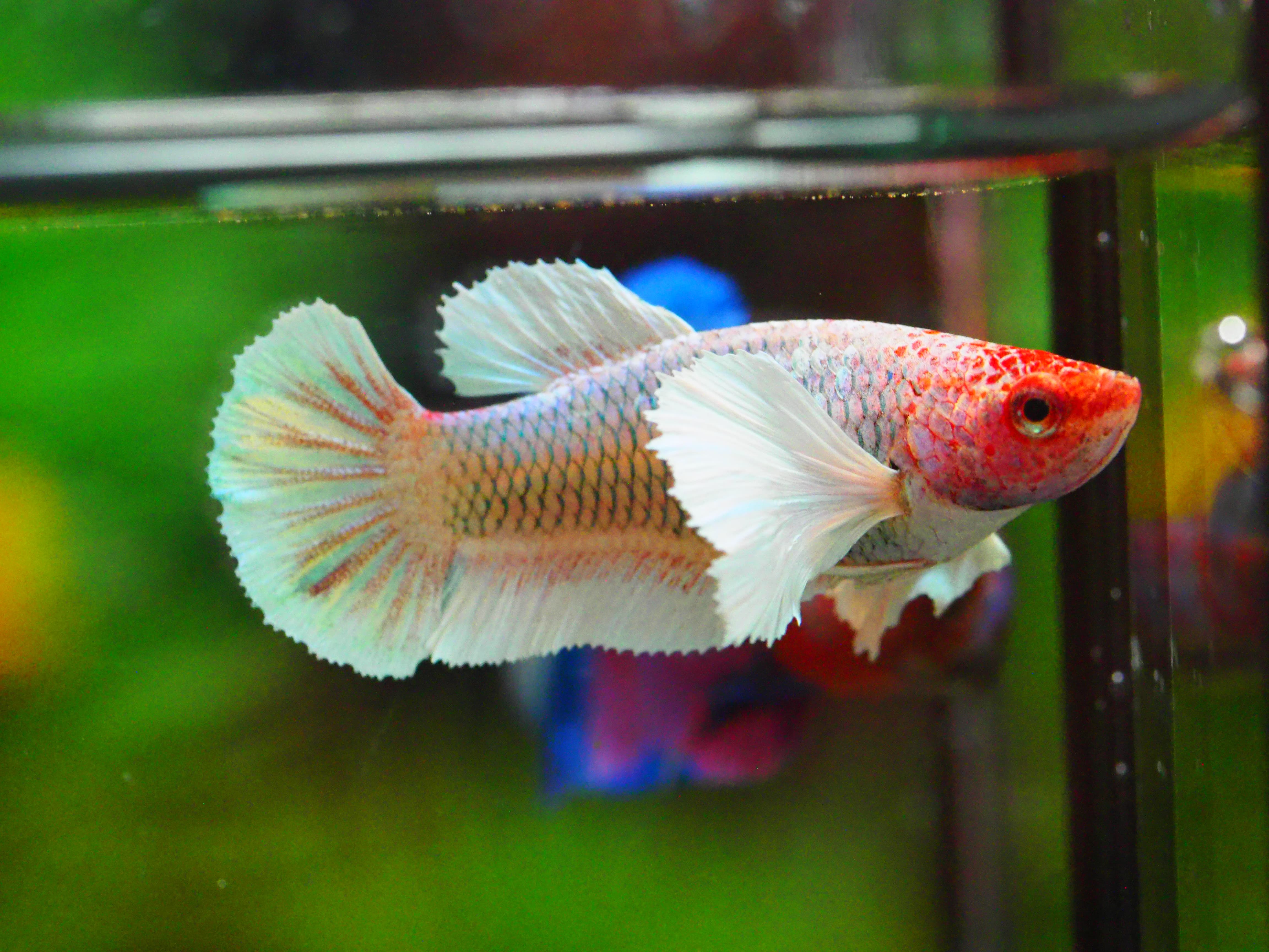 HMPK DUMBO FNMALE GRADE A +++