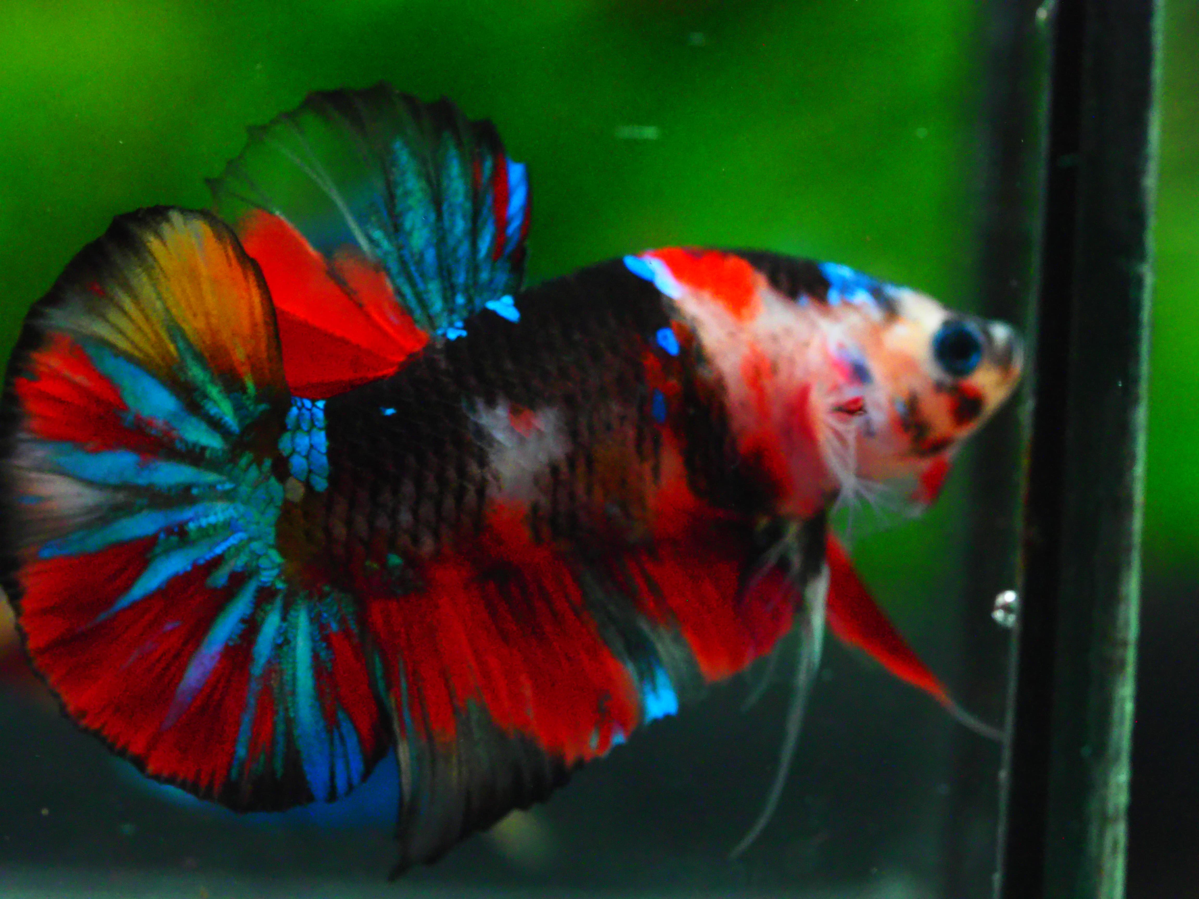 HMPK KOI GALAXY MALE GRADE A +++