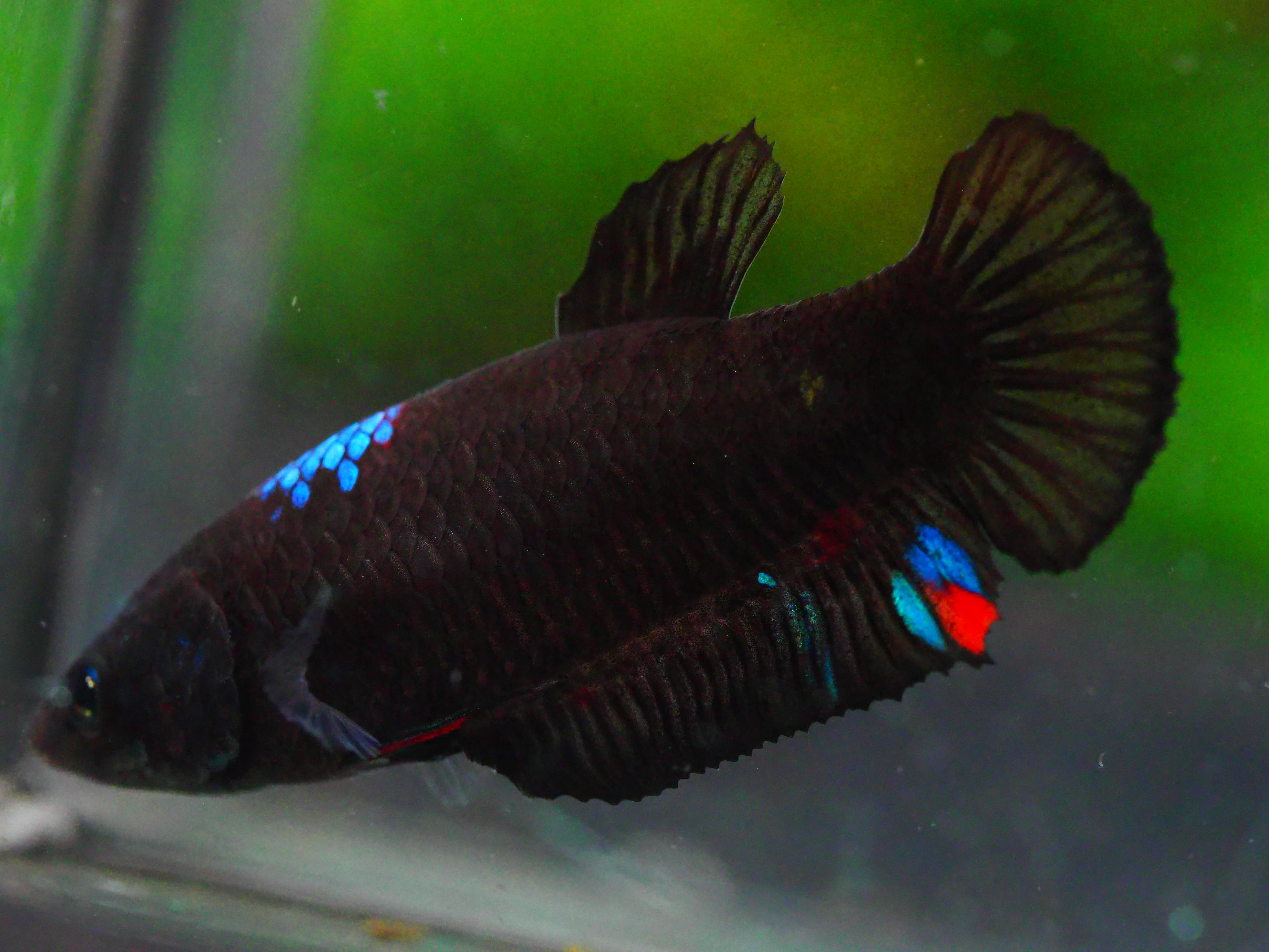 HMPK KOI GALAXY FNMALE GRADE A +++