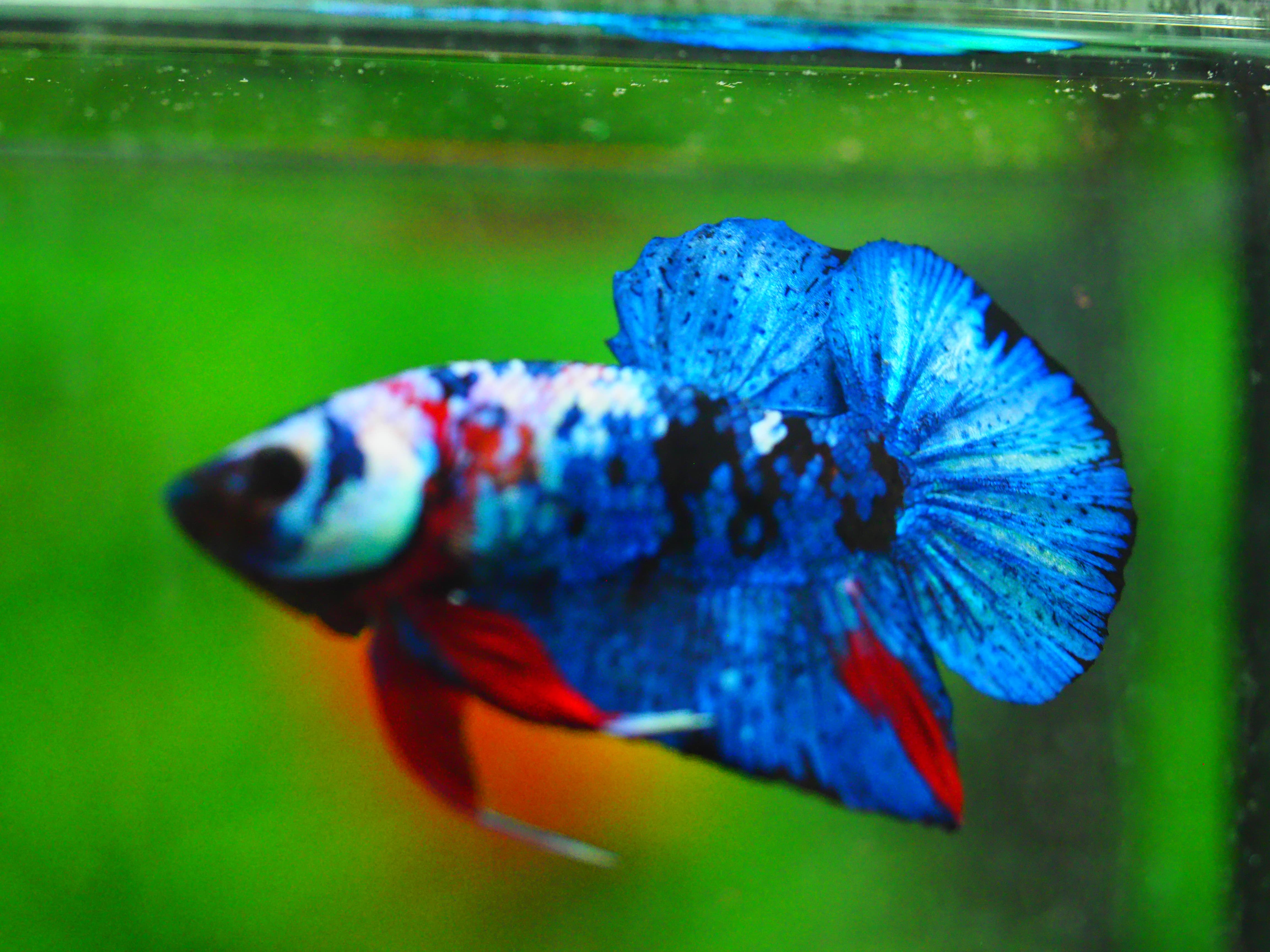 HMPK KOI GALAXY MALE GRADE A +++