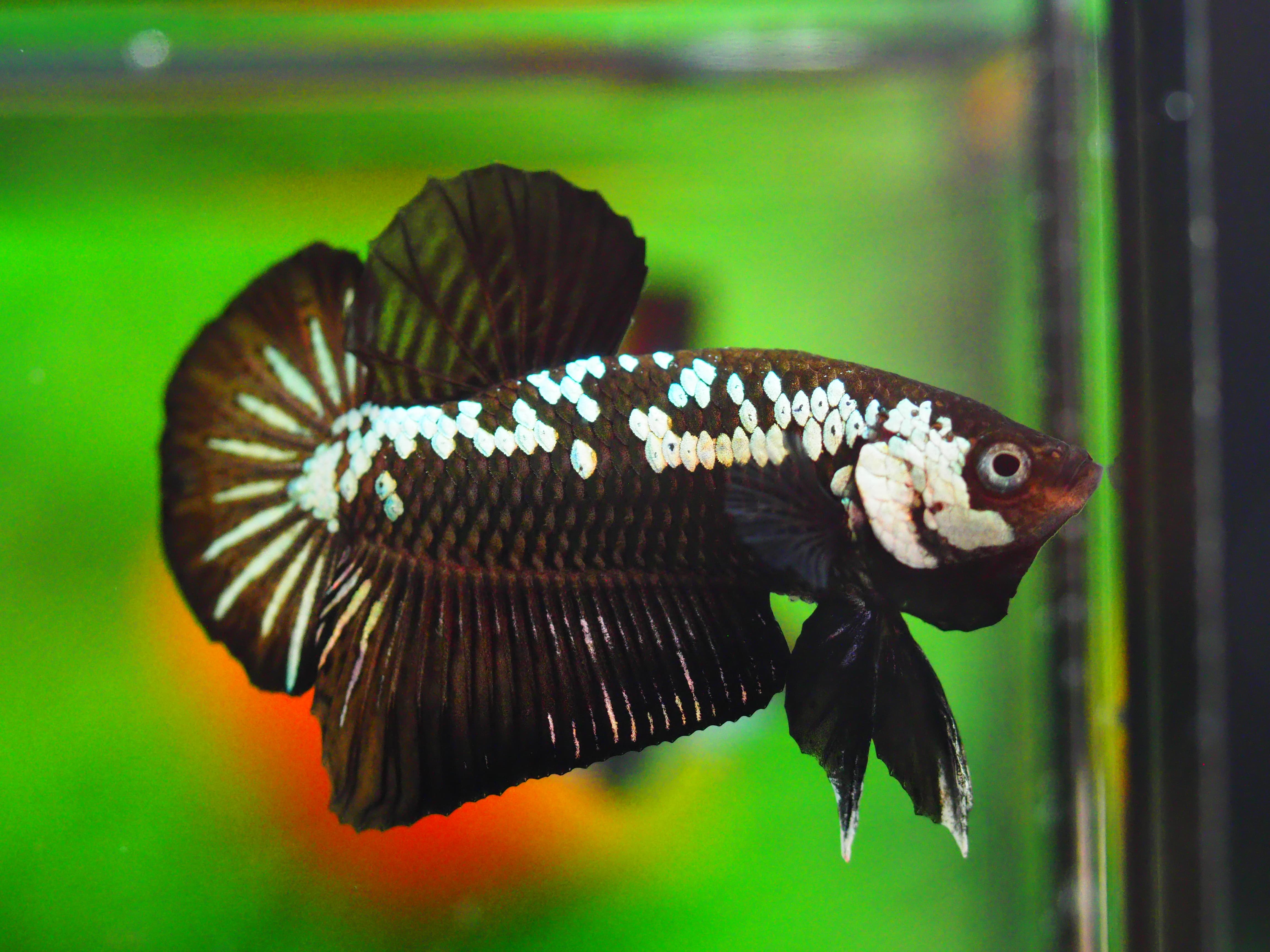 HMPK SAMURIA MALE GRADE A++