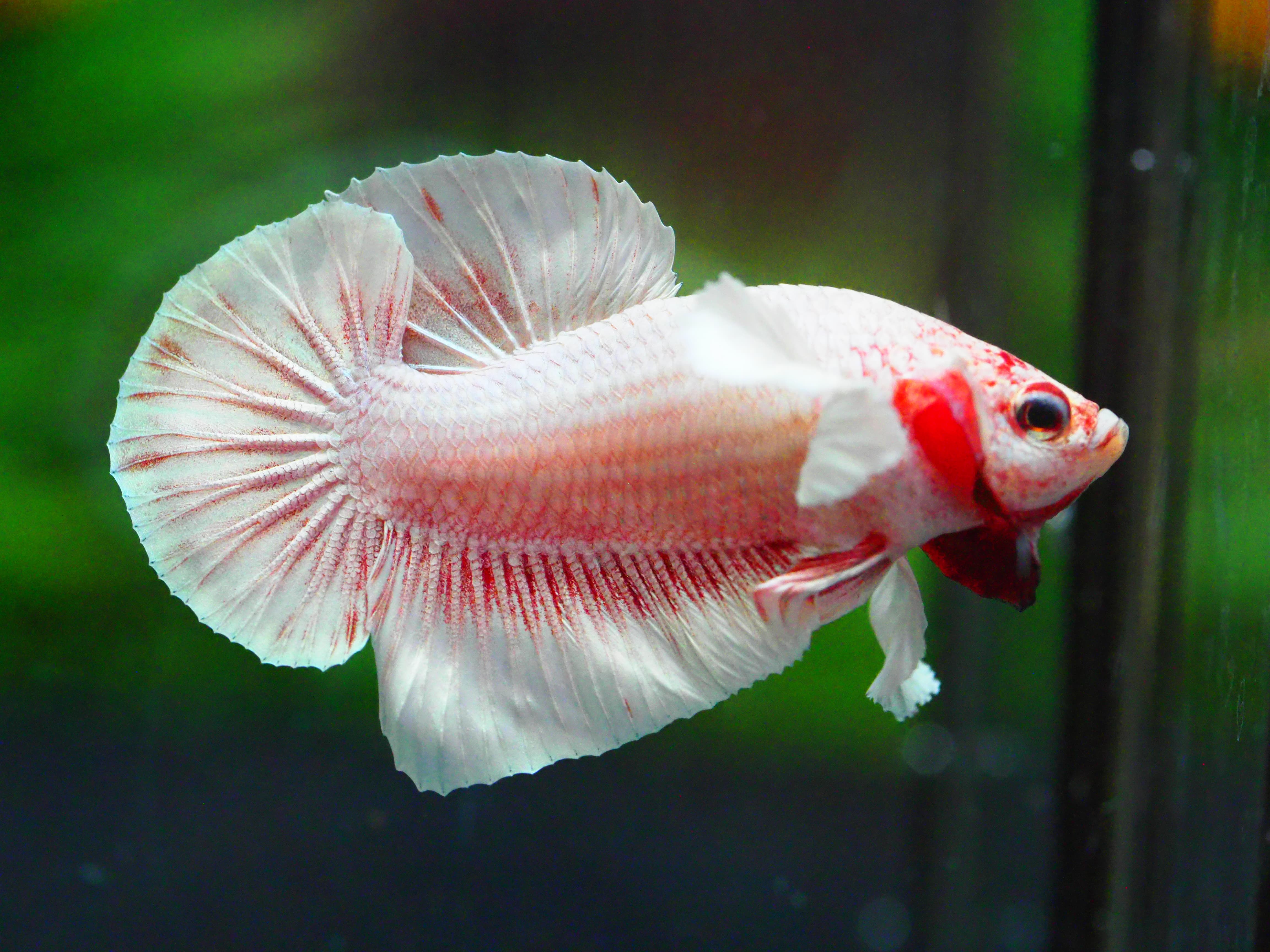 HMPK DUMBO MALE GRADE A +++