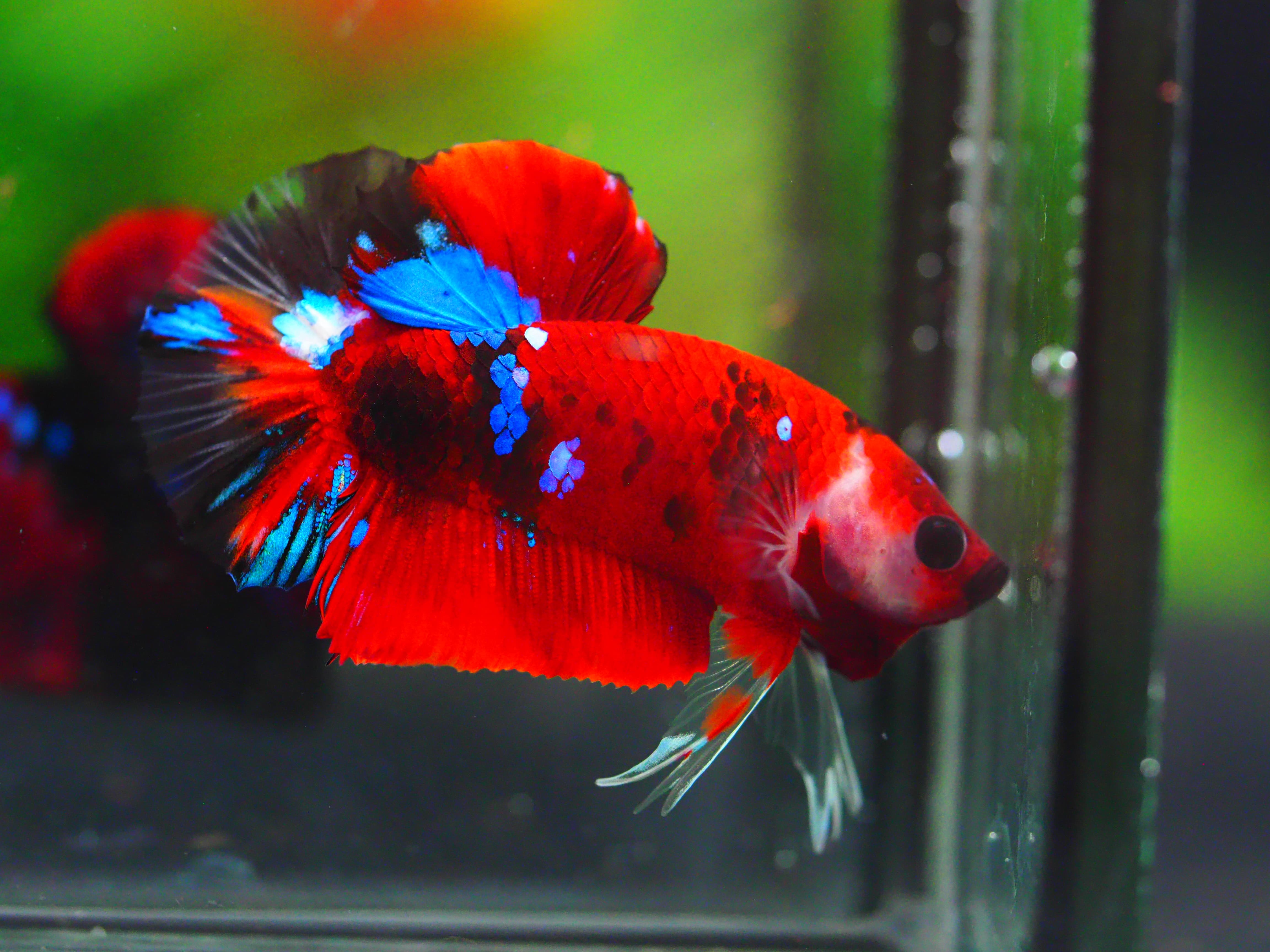 HMPK KOI GALAXY MALE GRADE A +++