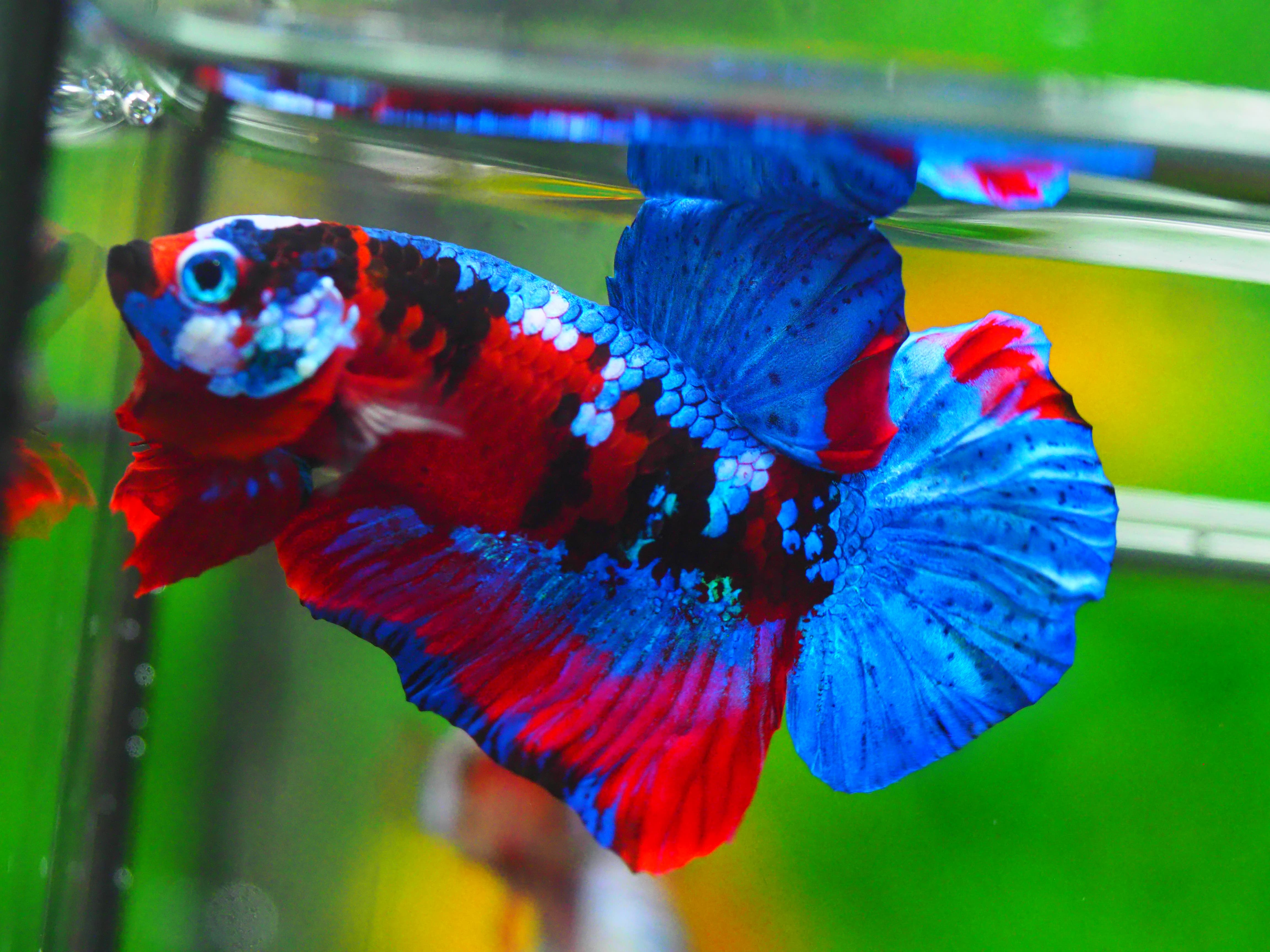 HMPK KOI GALAXY MALE GRADE A +++