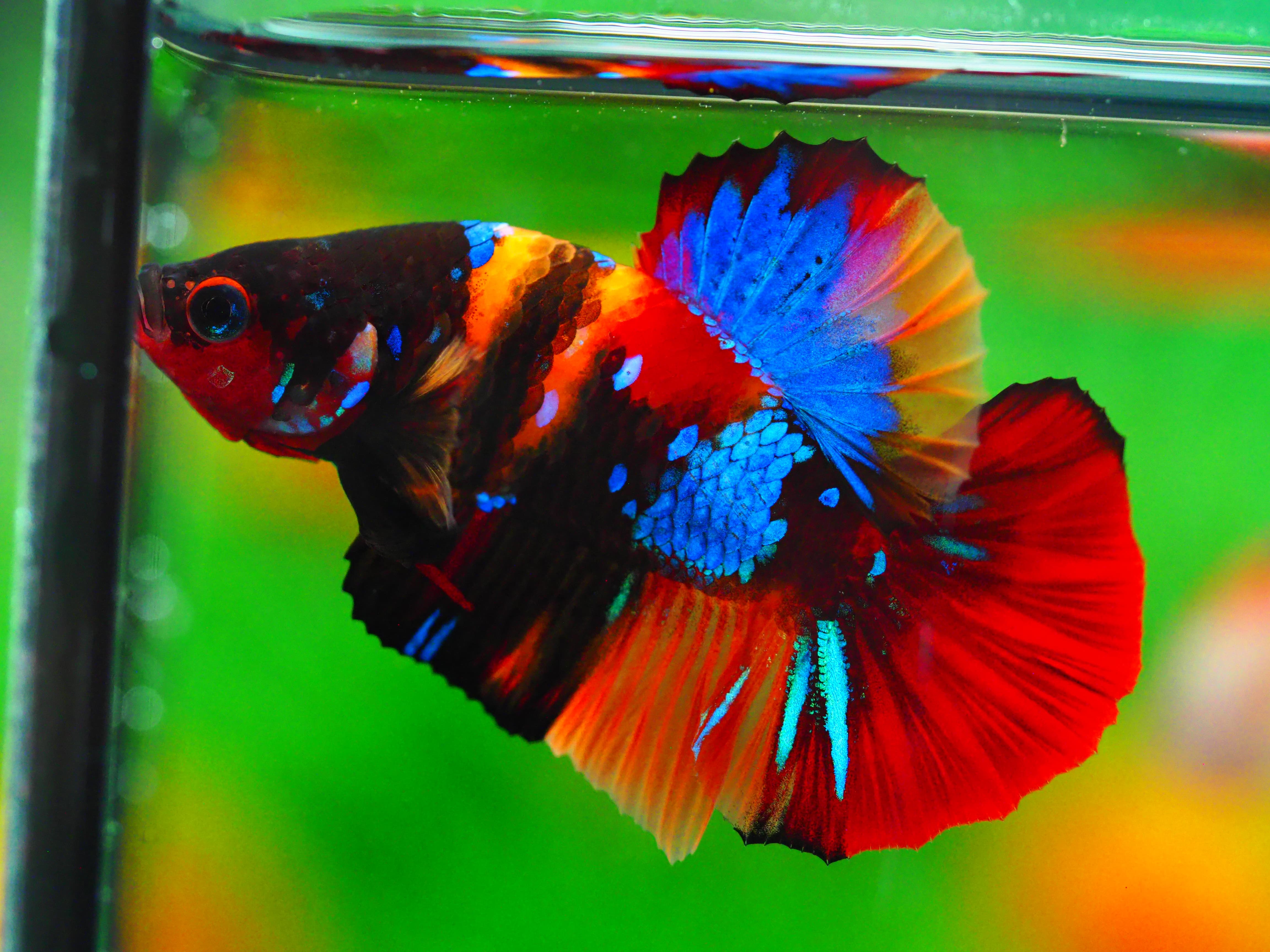 HMPK NEMO GALAXY MALE GRADE A +++