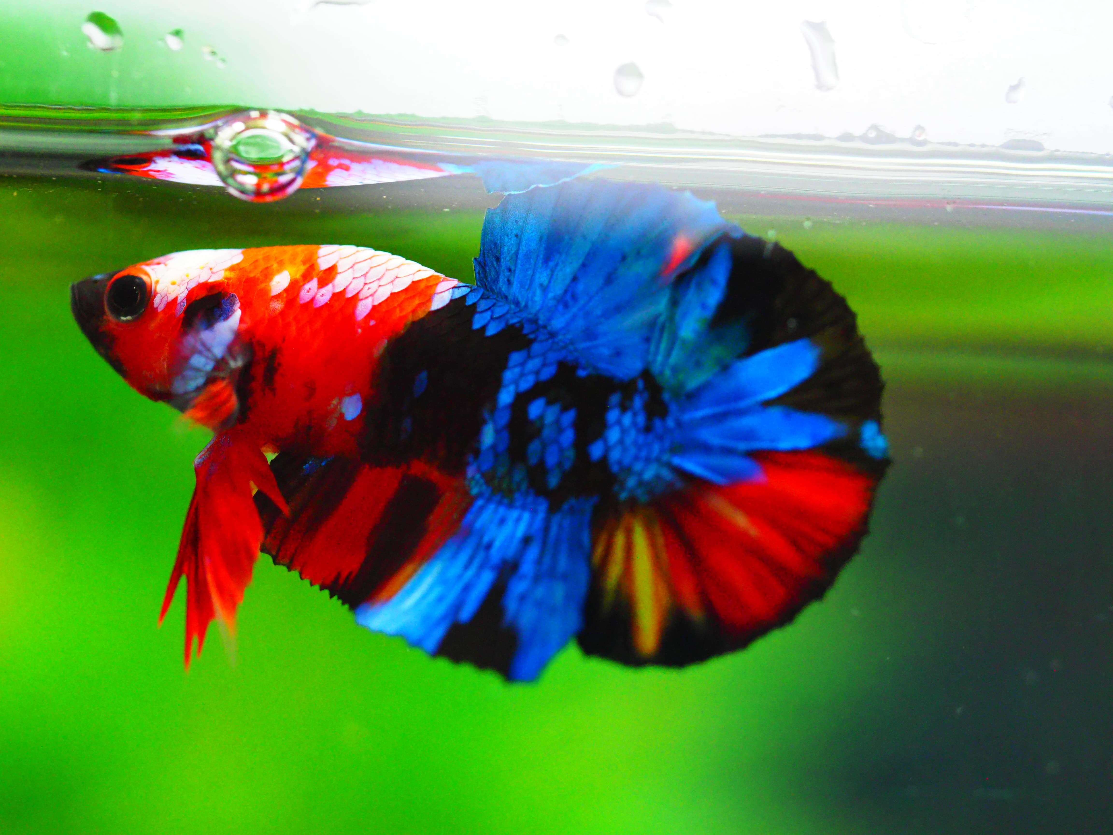 HMPK KIO GALAXY MALE GRADE A +++