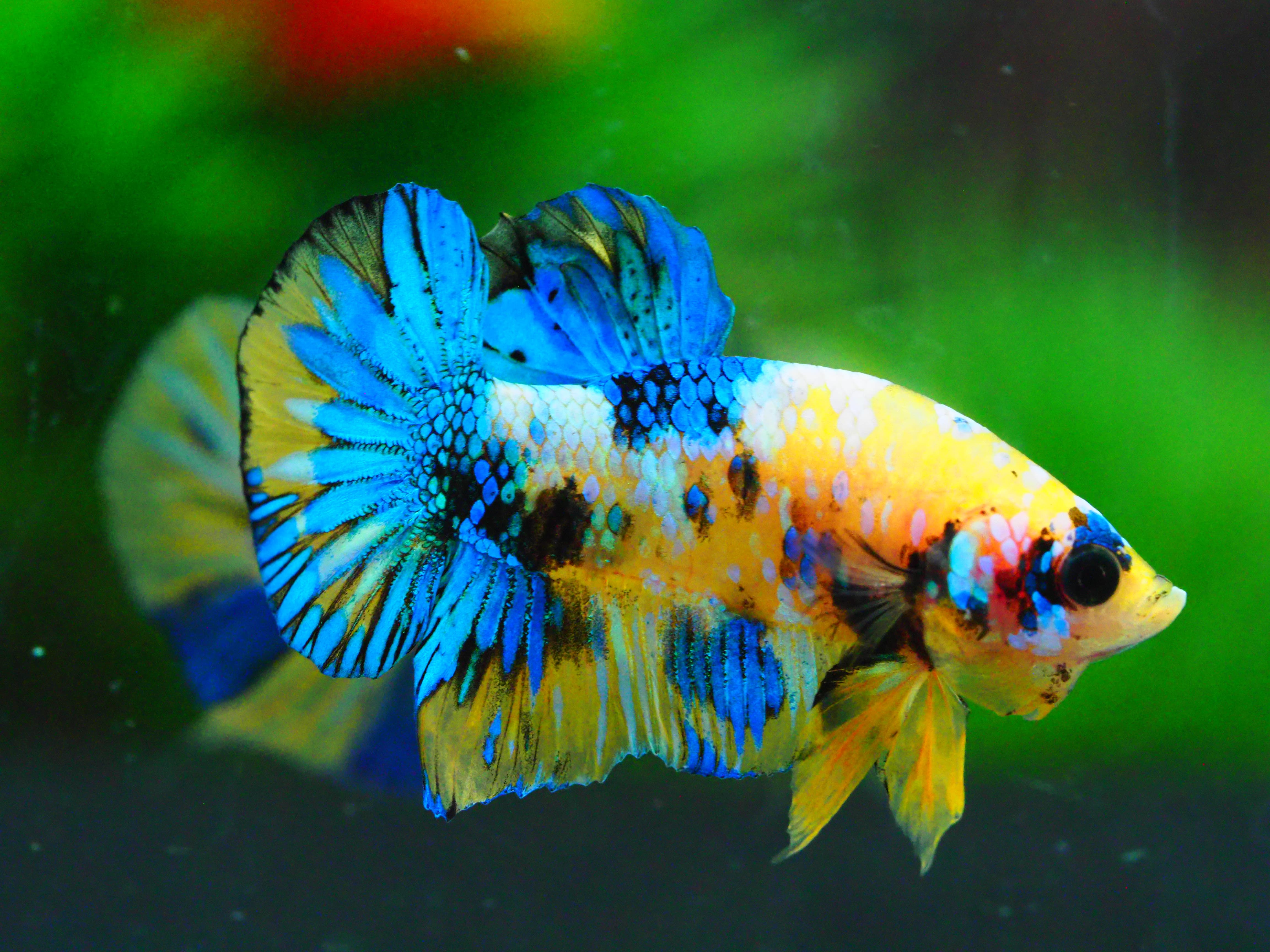 HMPK KOI YELLOW MALE GRADE A +++