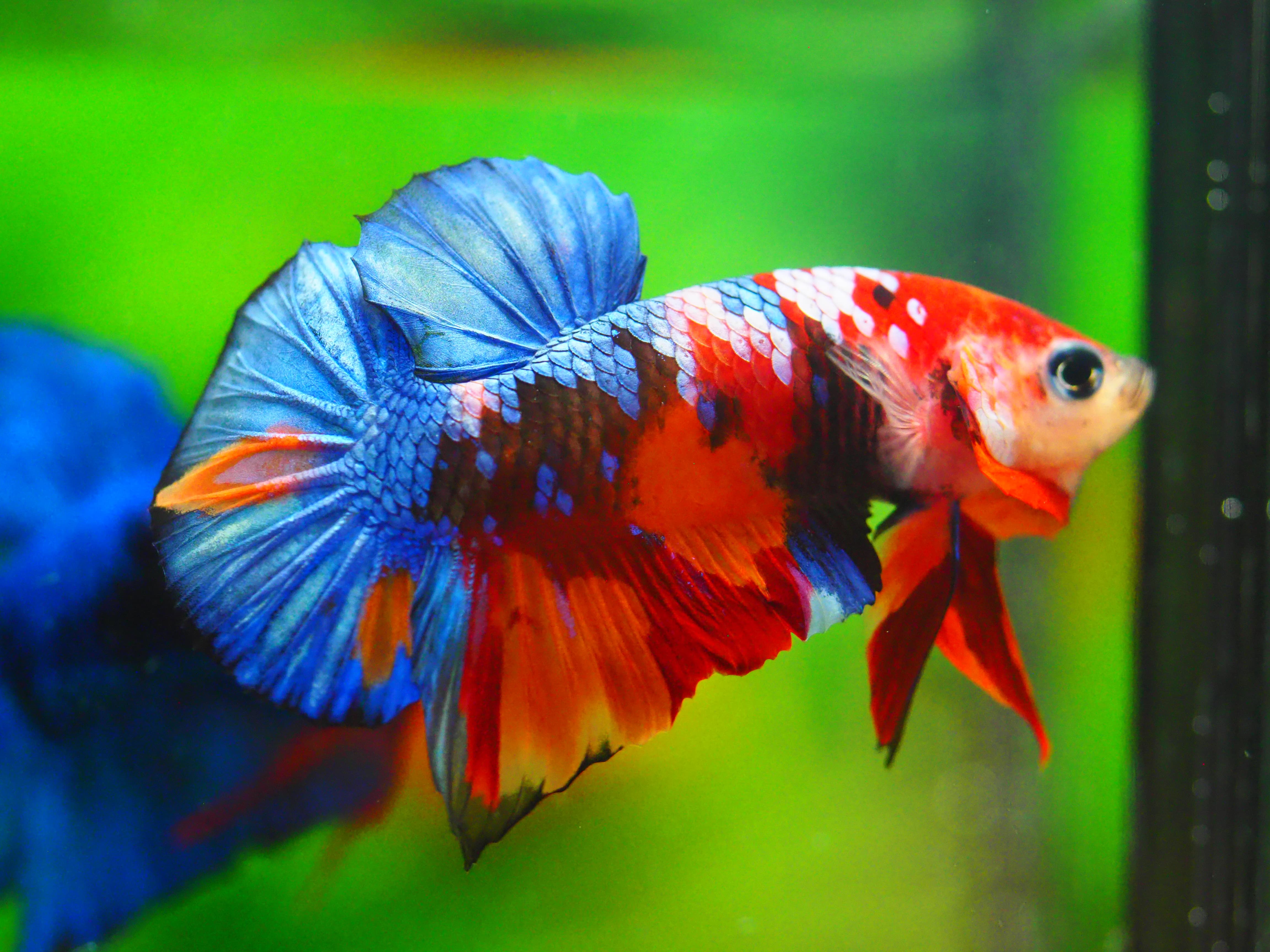 HMPK KOI GALAXY MALE GRADE A +++