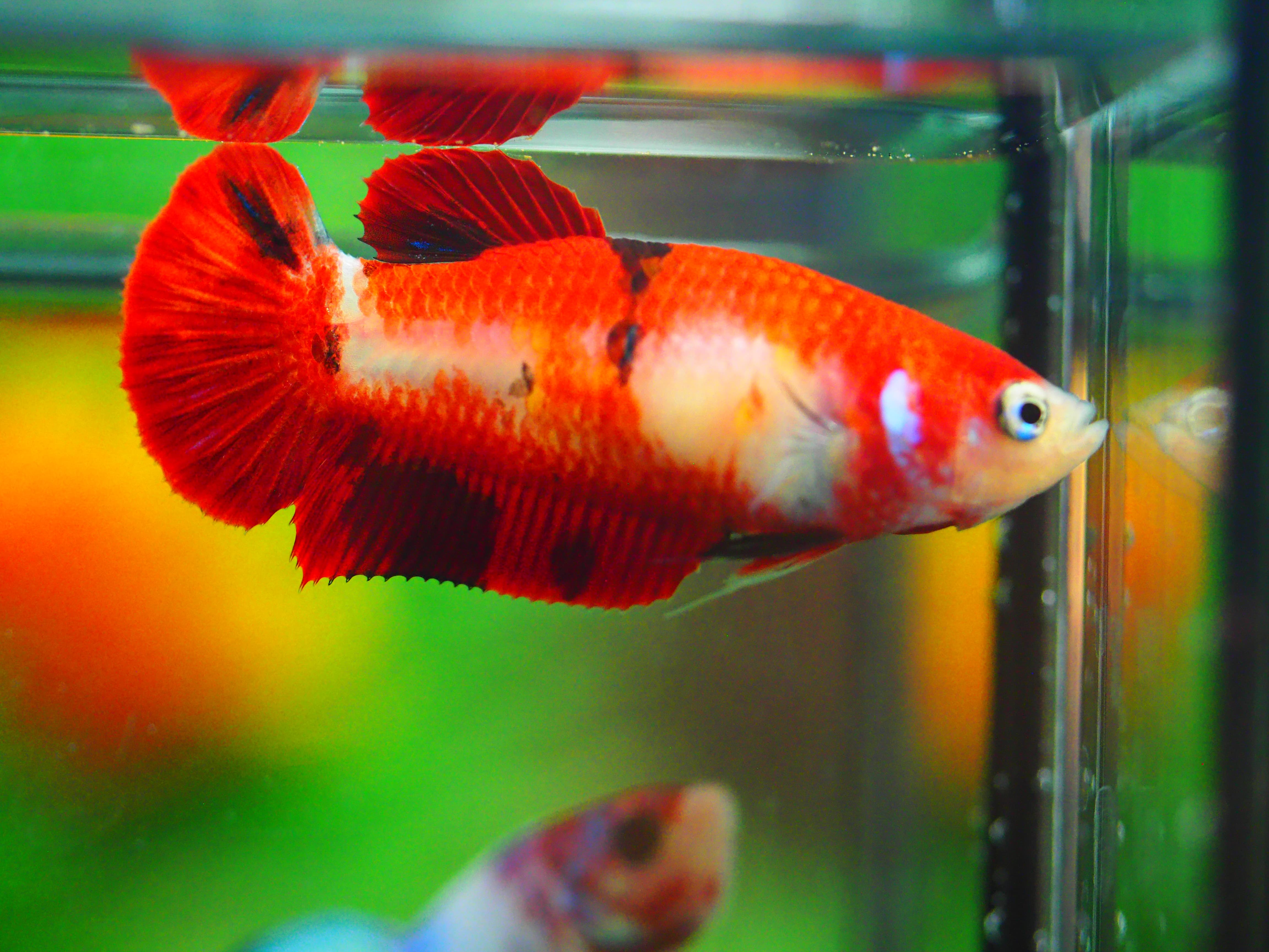 HMPK KOI GALAXY FNMALE GRADE A +++