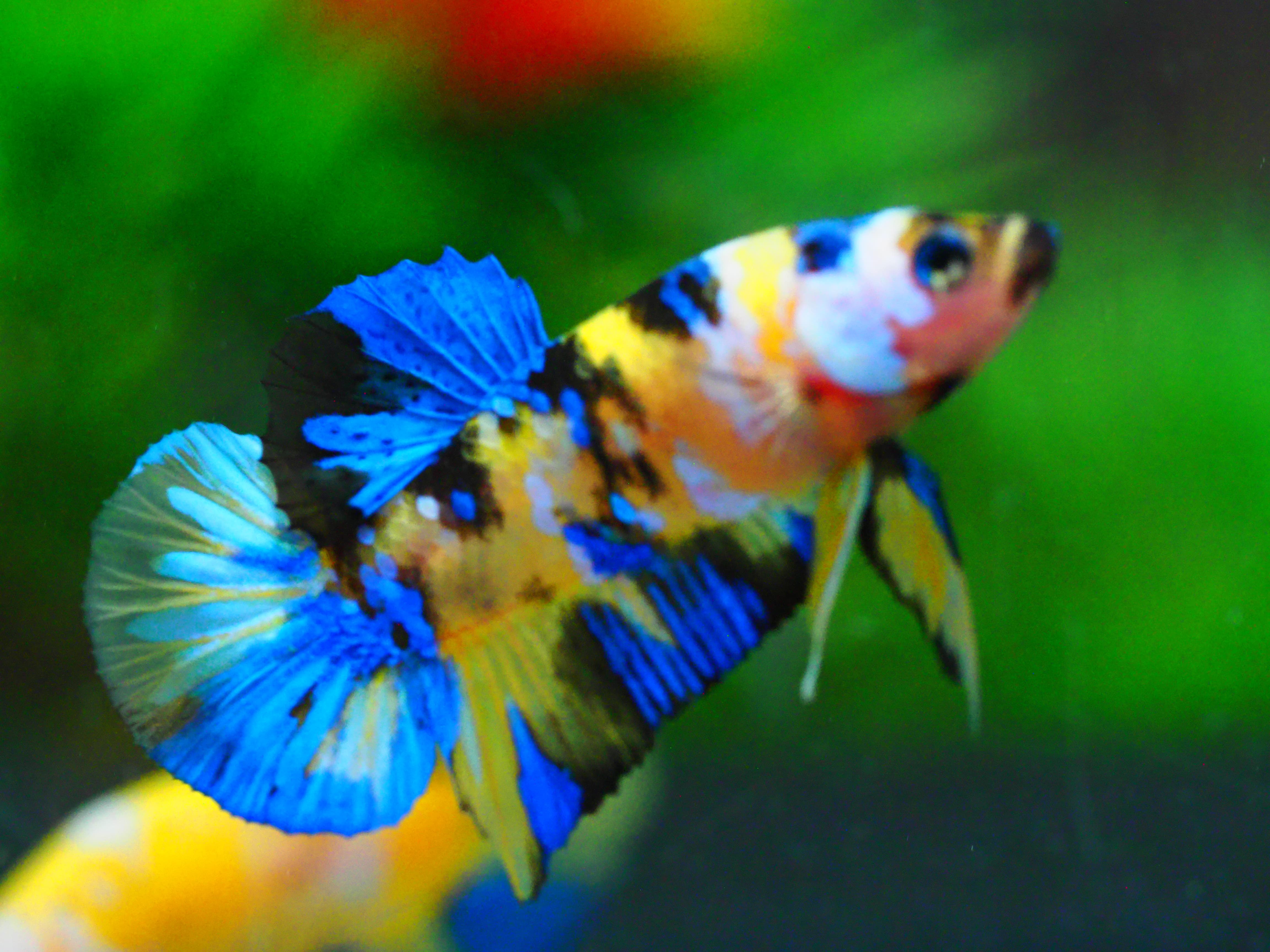 HMPK KOI YELLOW MALE GRADE A +++