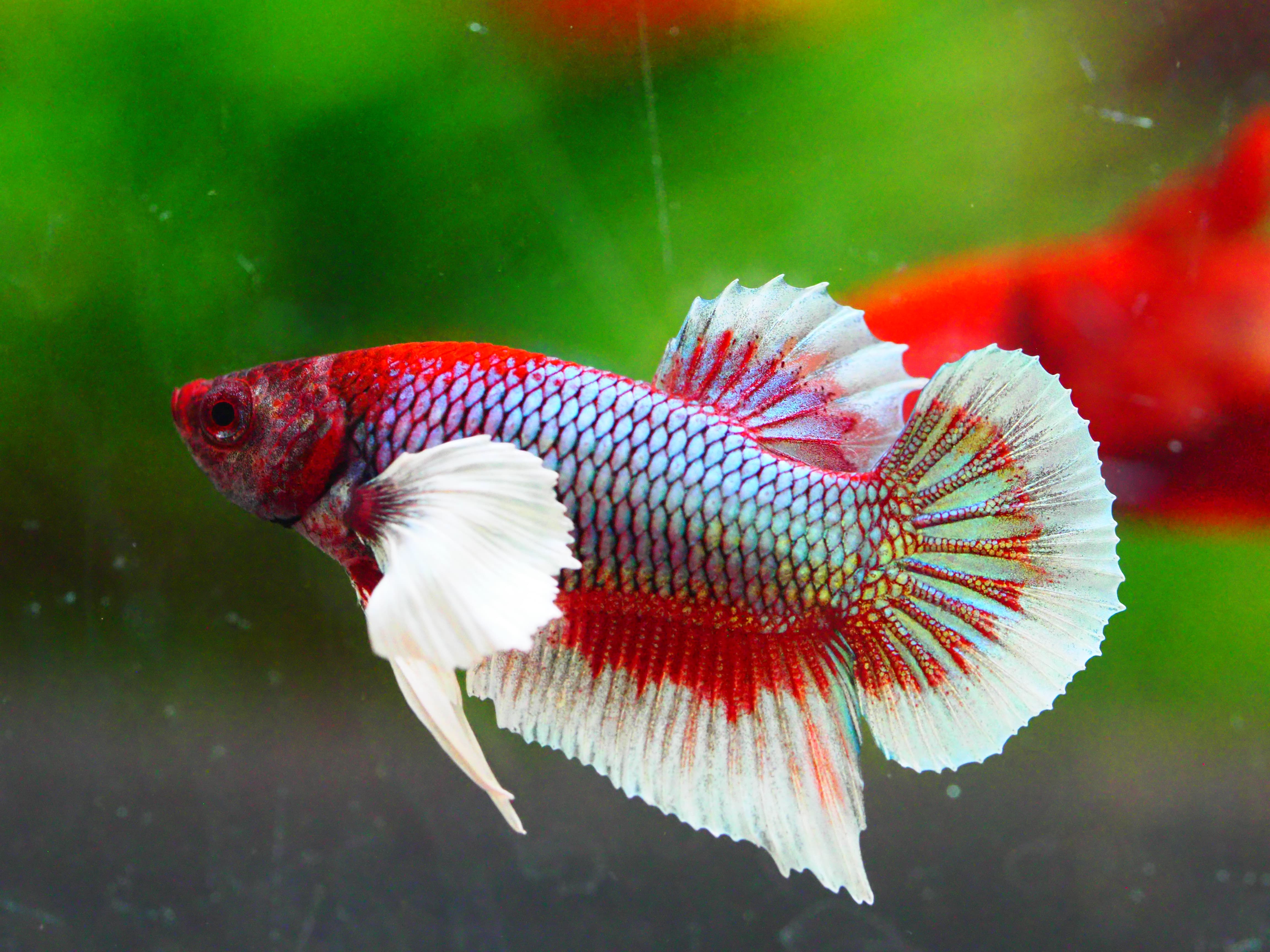 HMPK DUMBO MALE GRADE A +++