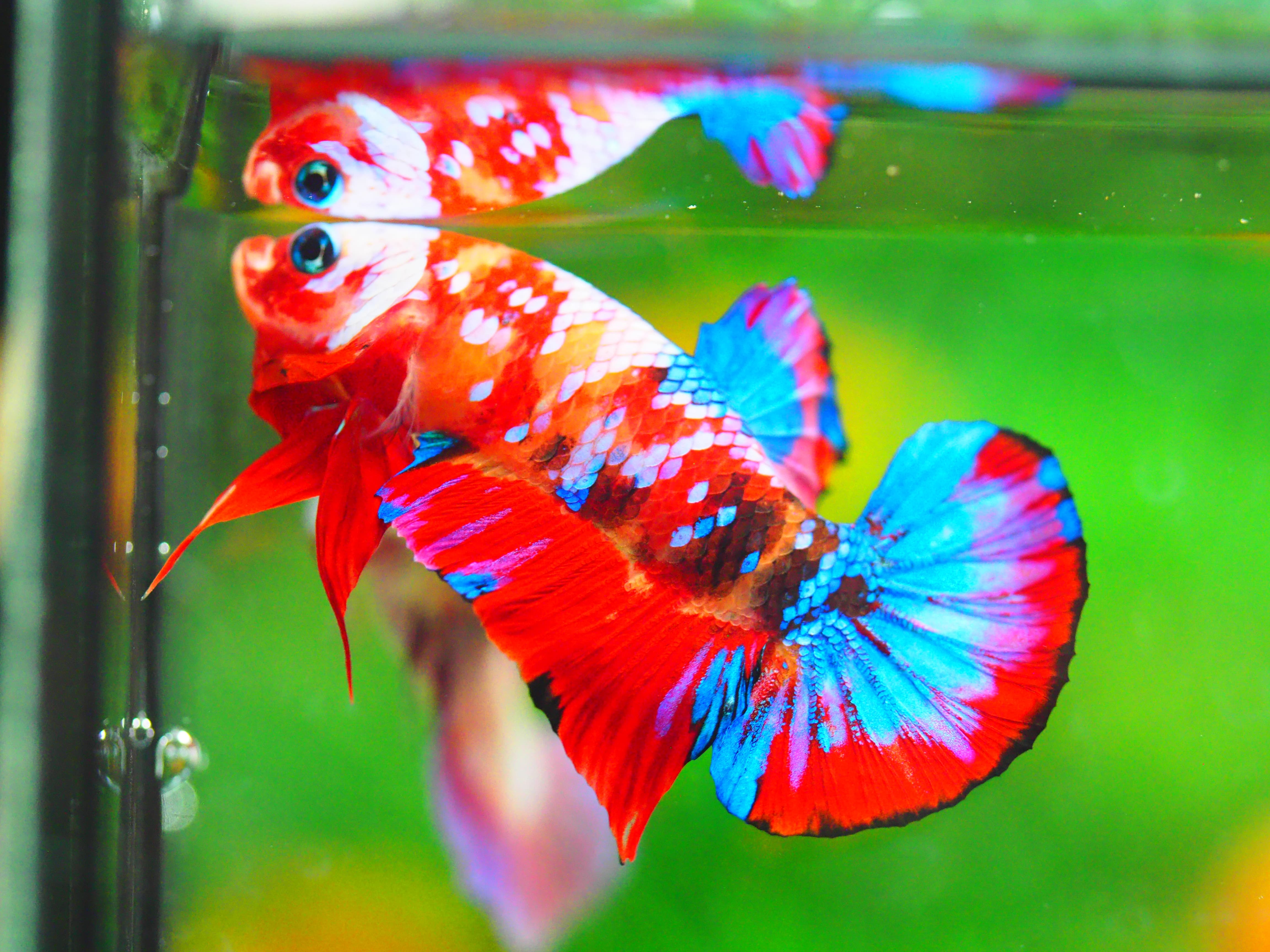 HMPK KOI GALAXY MALE GRADE A +++