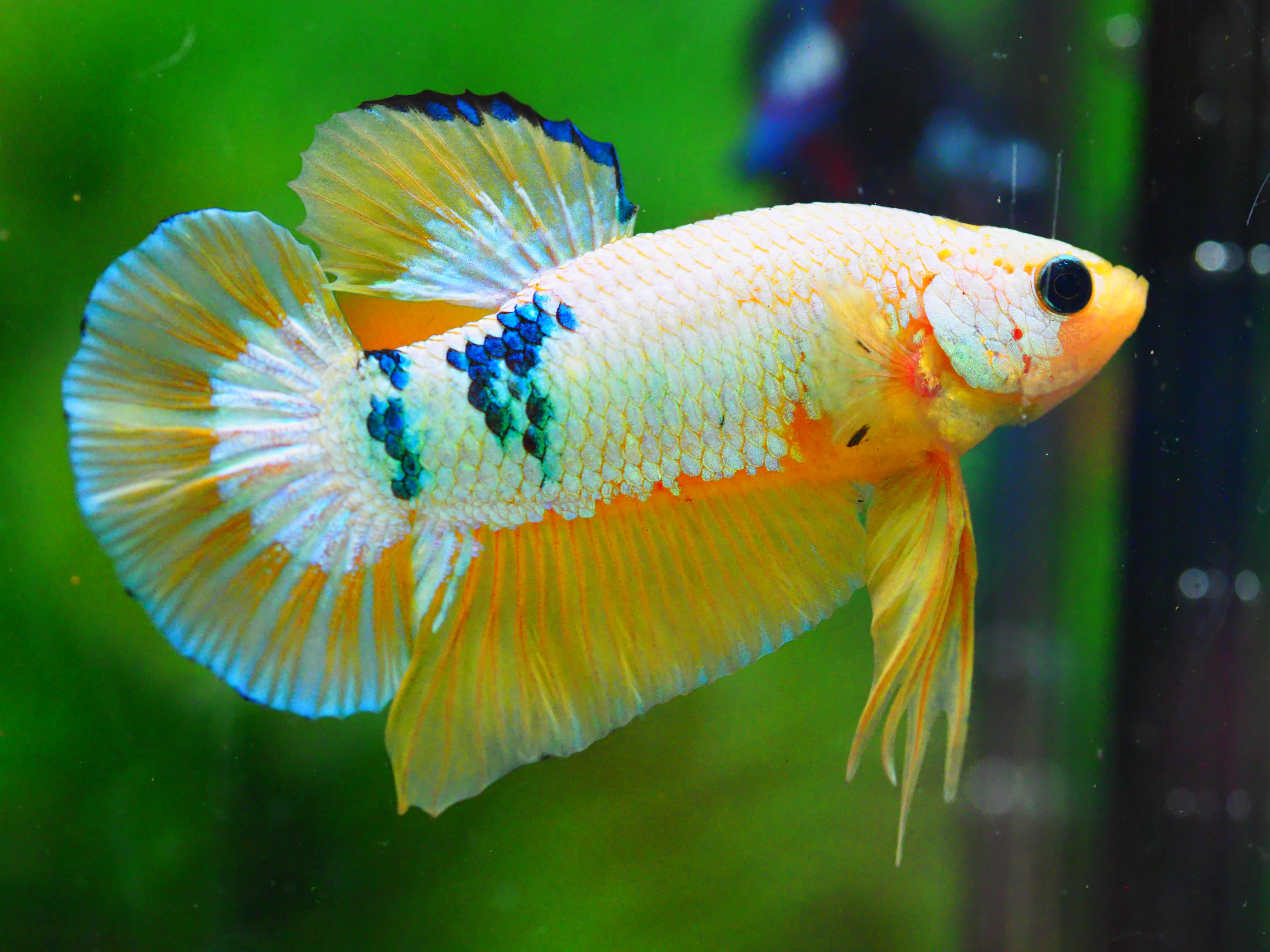 HMPK FANCY MALE GRADE A +++