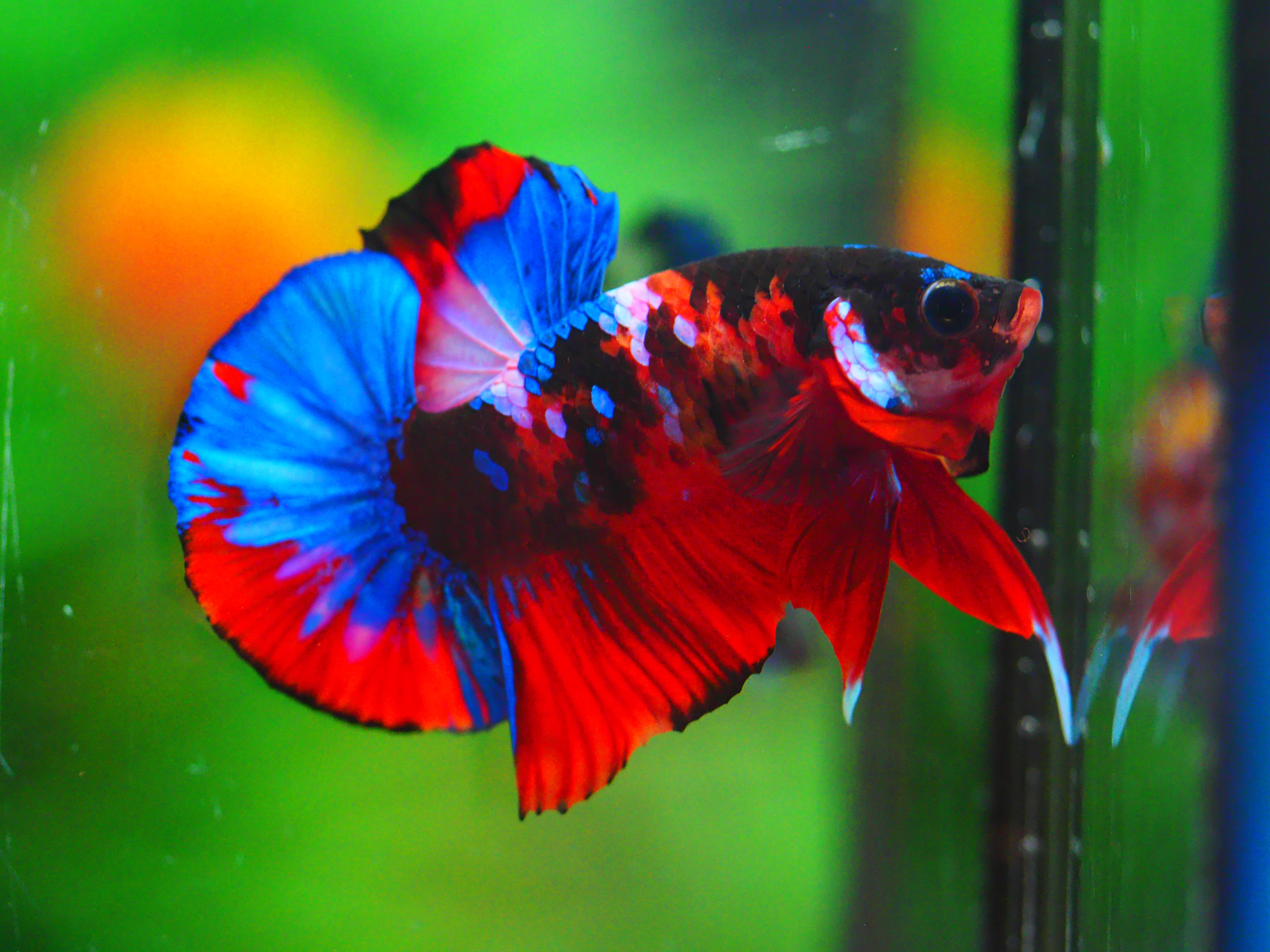 HMPK KOI GALAXY MALE GRADE A +++