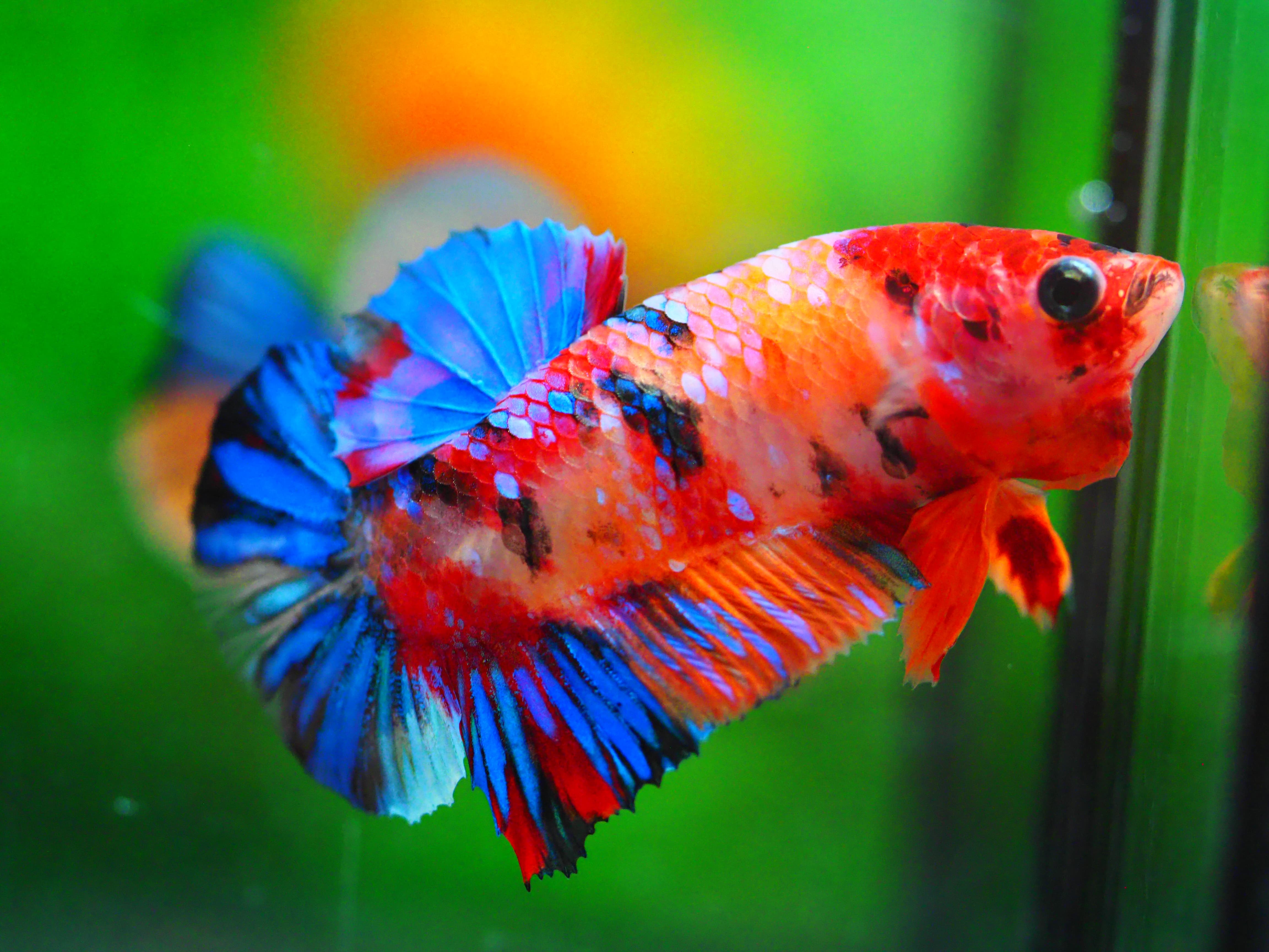 HMPK NEMO GALAXY MALE GRADE A +++