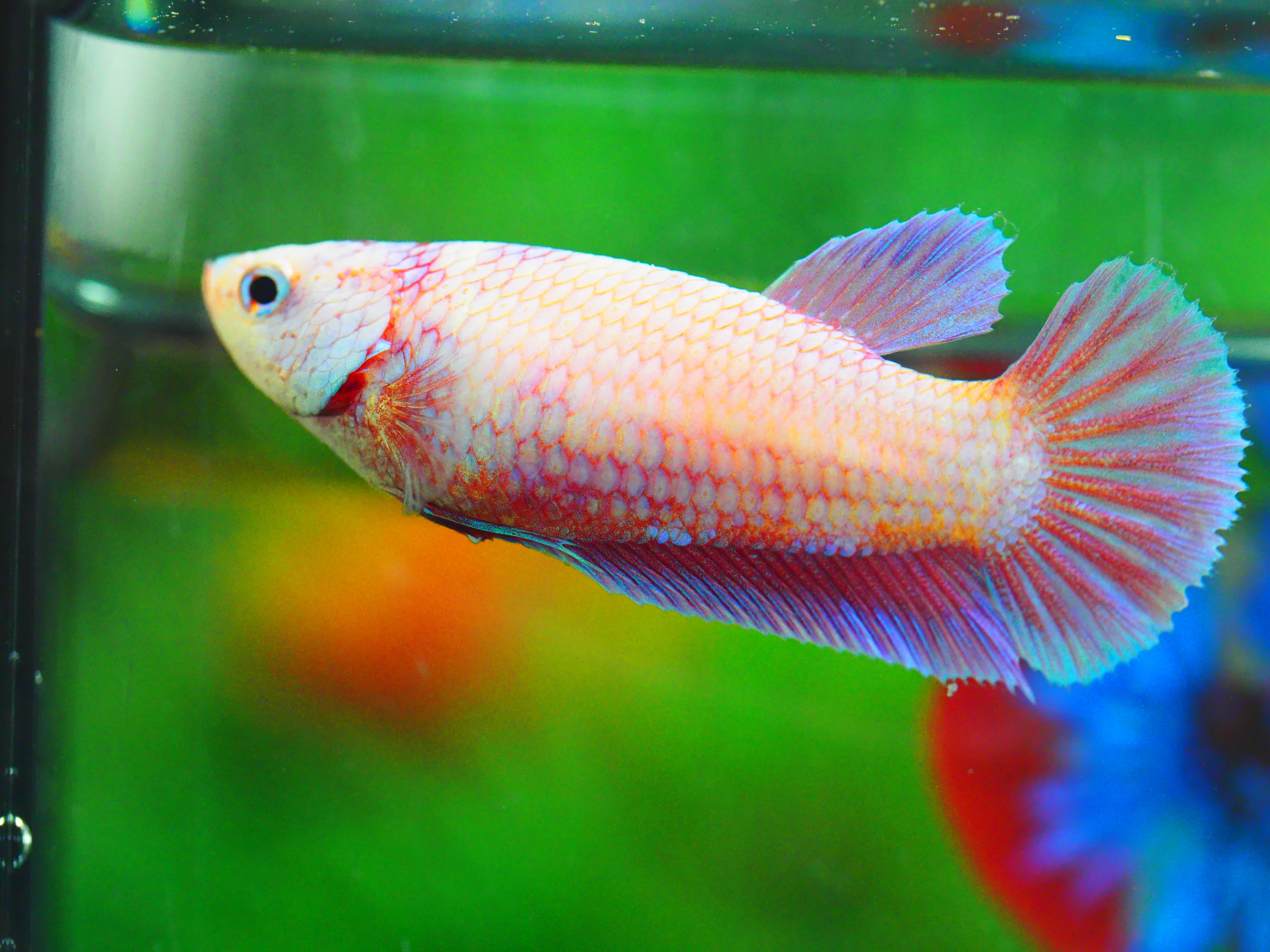 HMPK FANCYFN MALE GRADE A +++