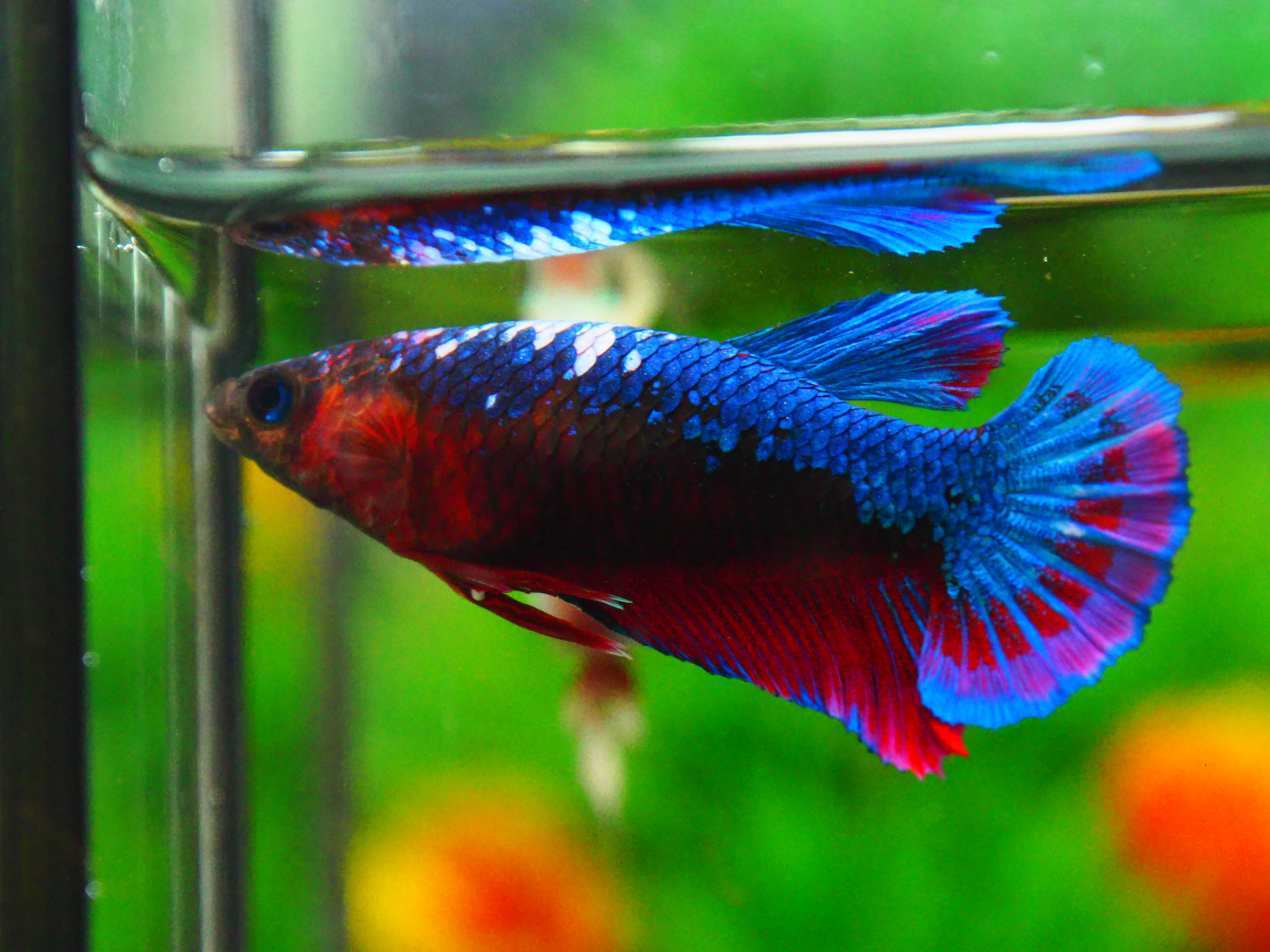 HMPK FANCY FN MALE GRADE A +++