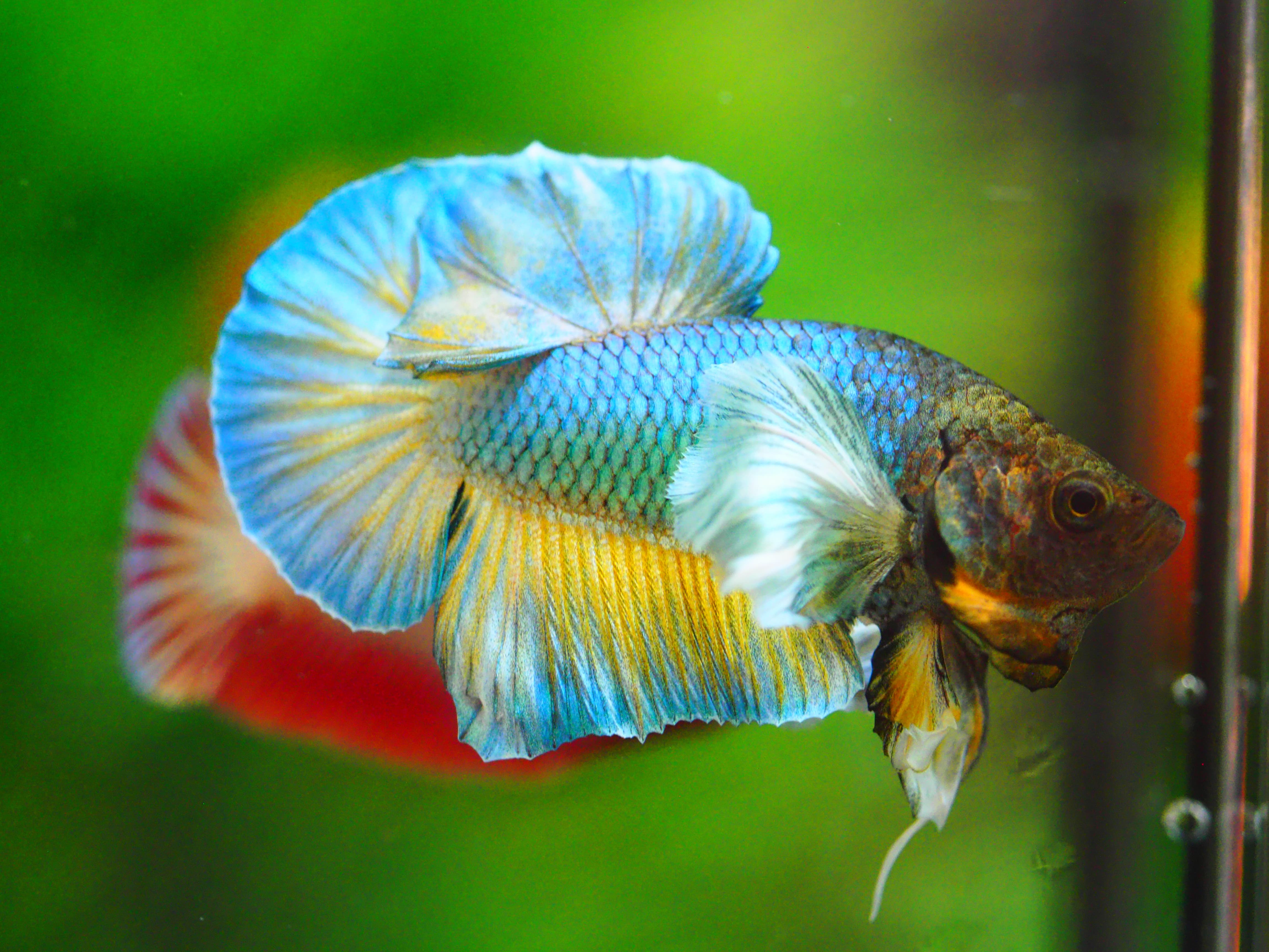 HMPK DUMBO MALE GRADE A +++