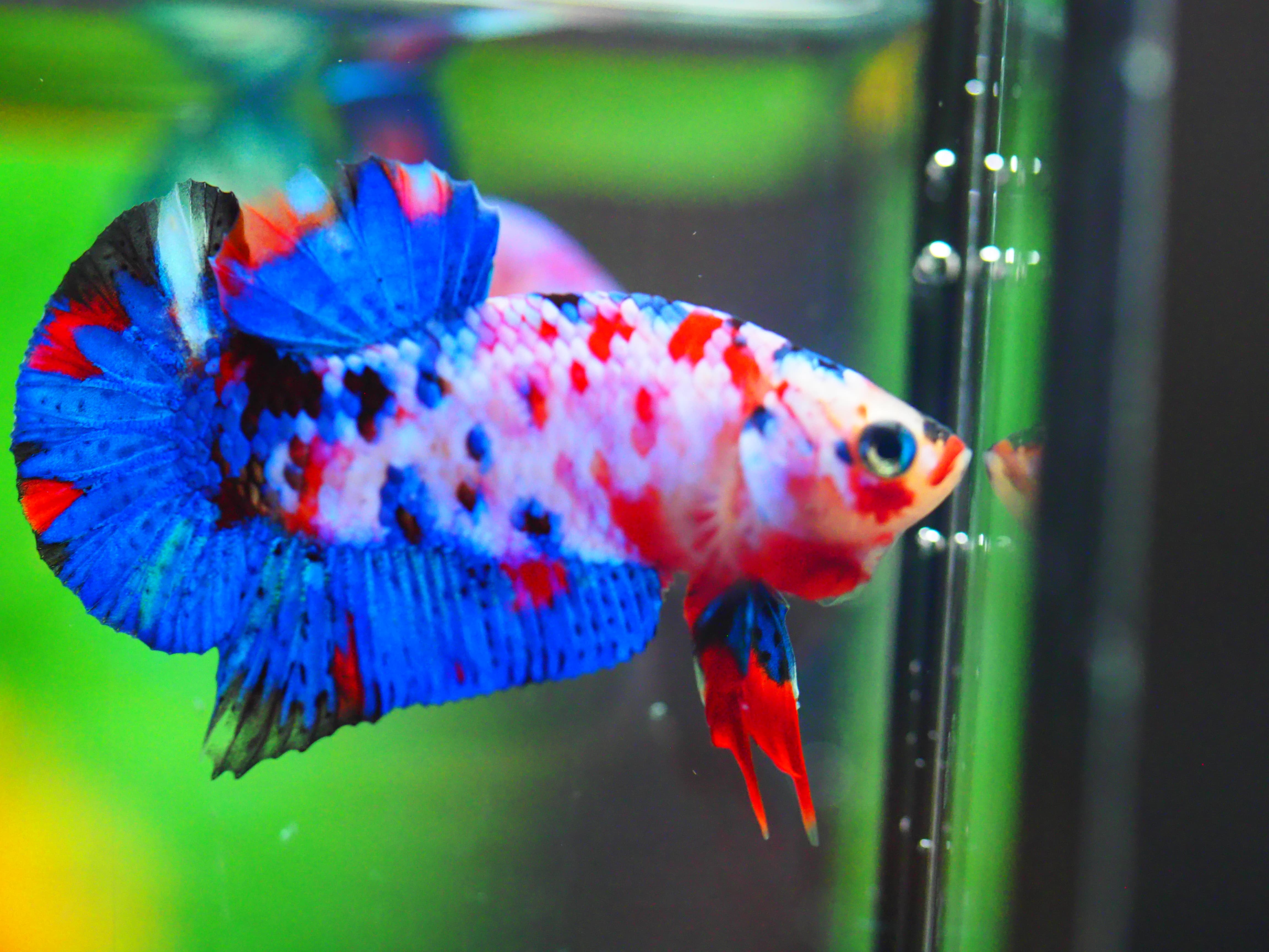 HMPK KOI GALAXY MALE GRADE A +++