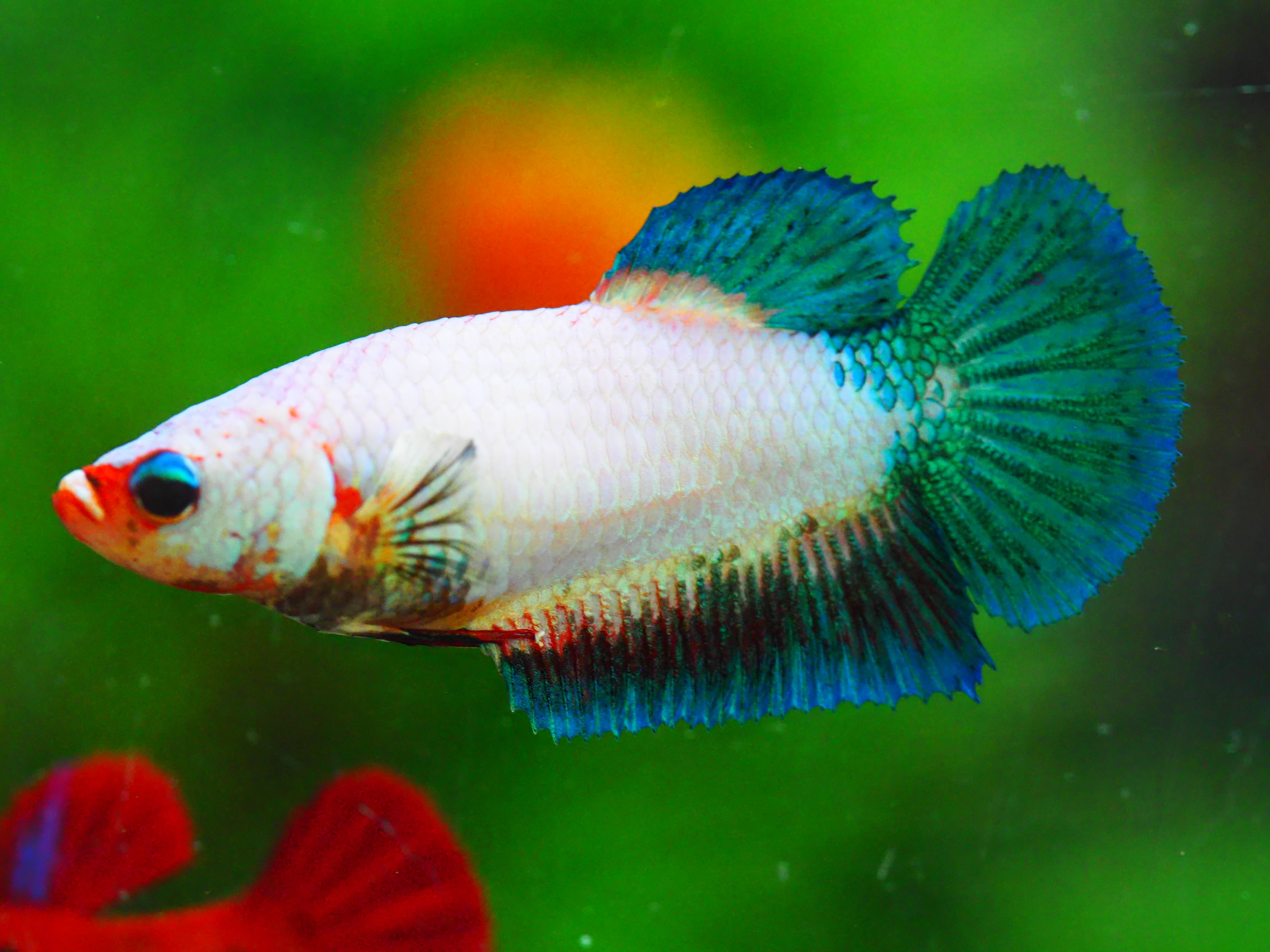 HMPK FANCY FNMALE GRADE A +++