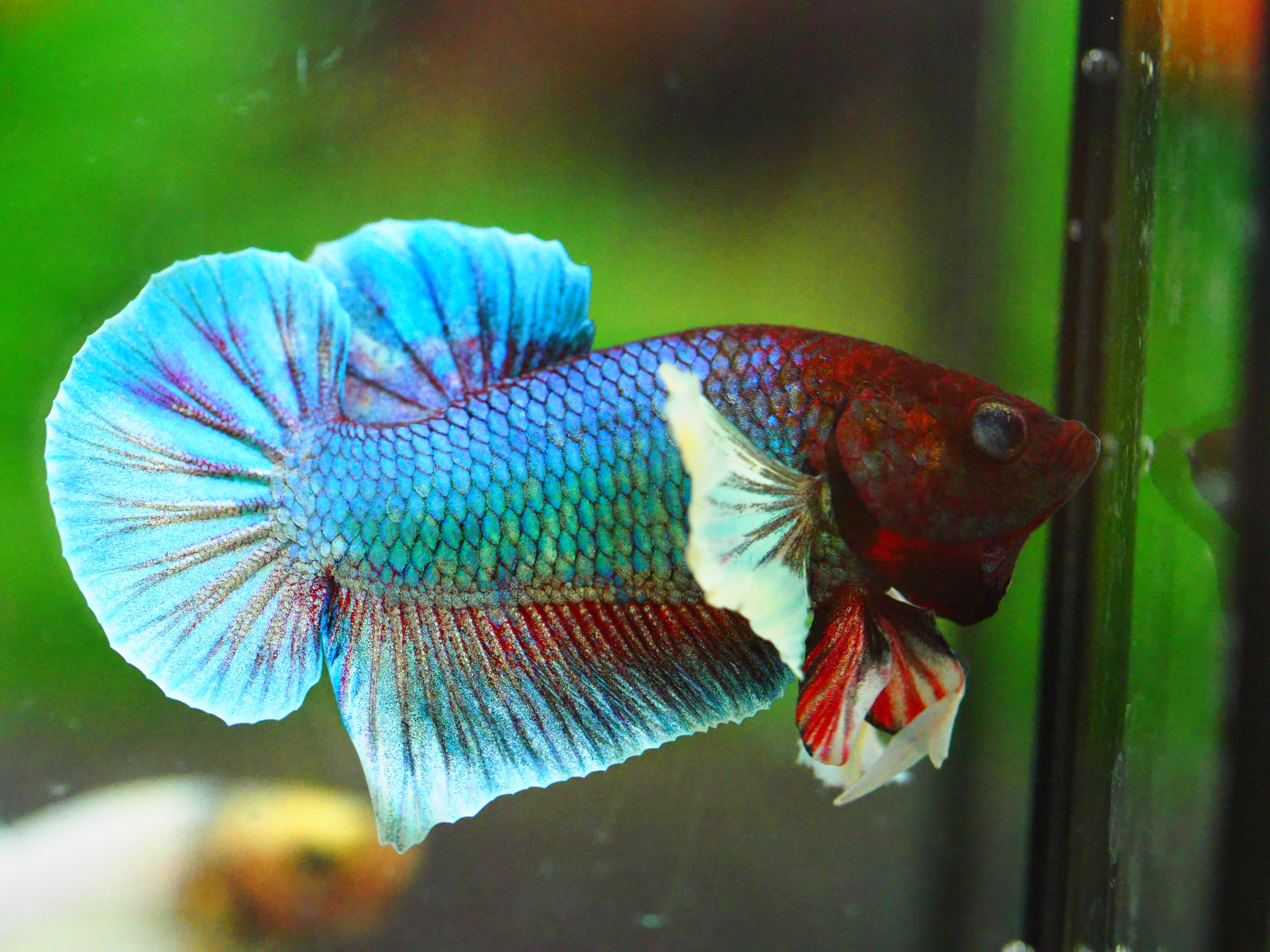 HMPK DUMBO MALE GRADE A +++