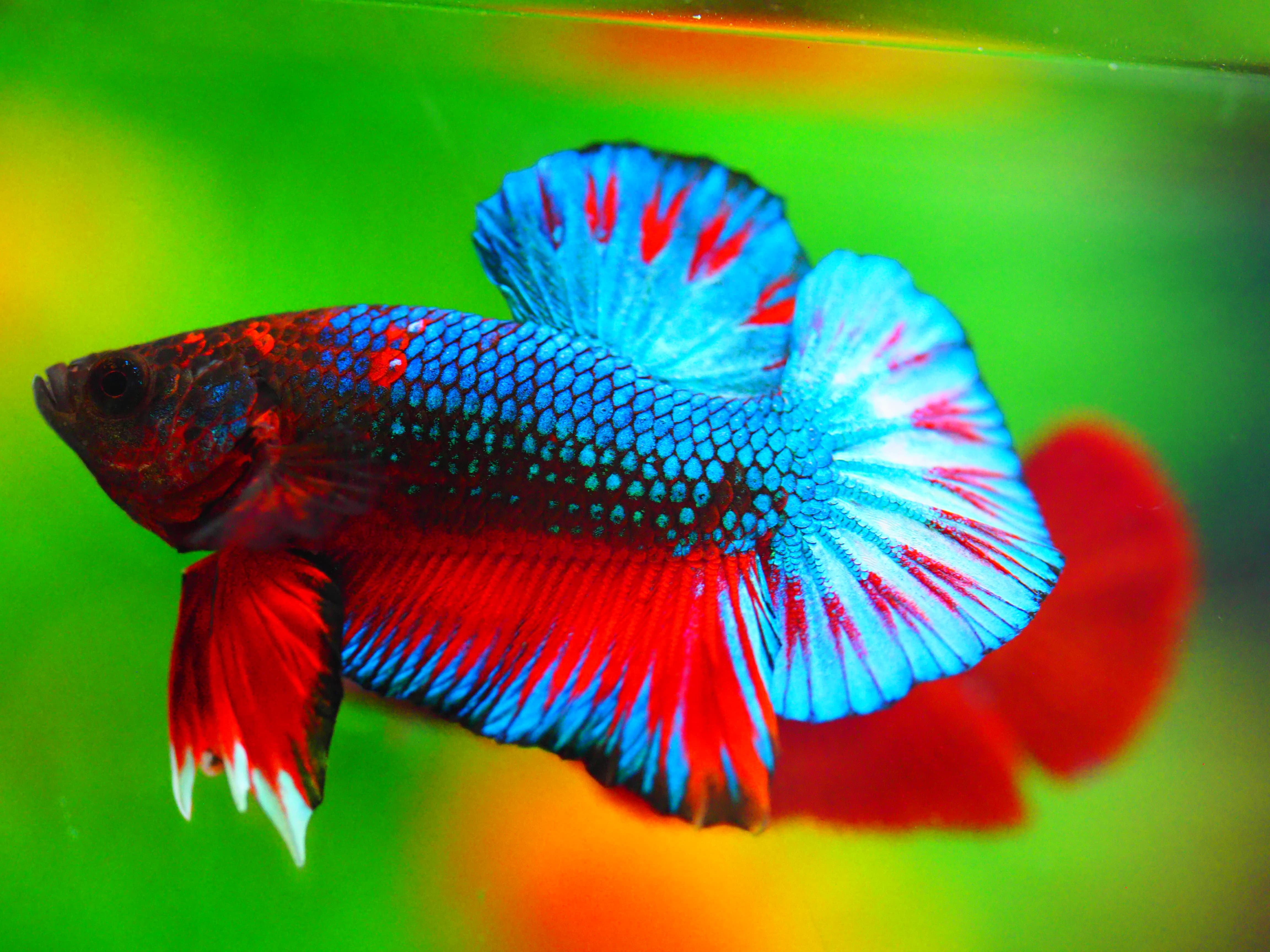 HMPK FANCY MALE GRADE A +++