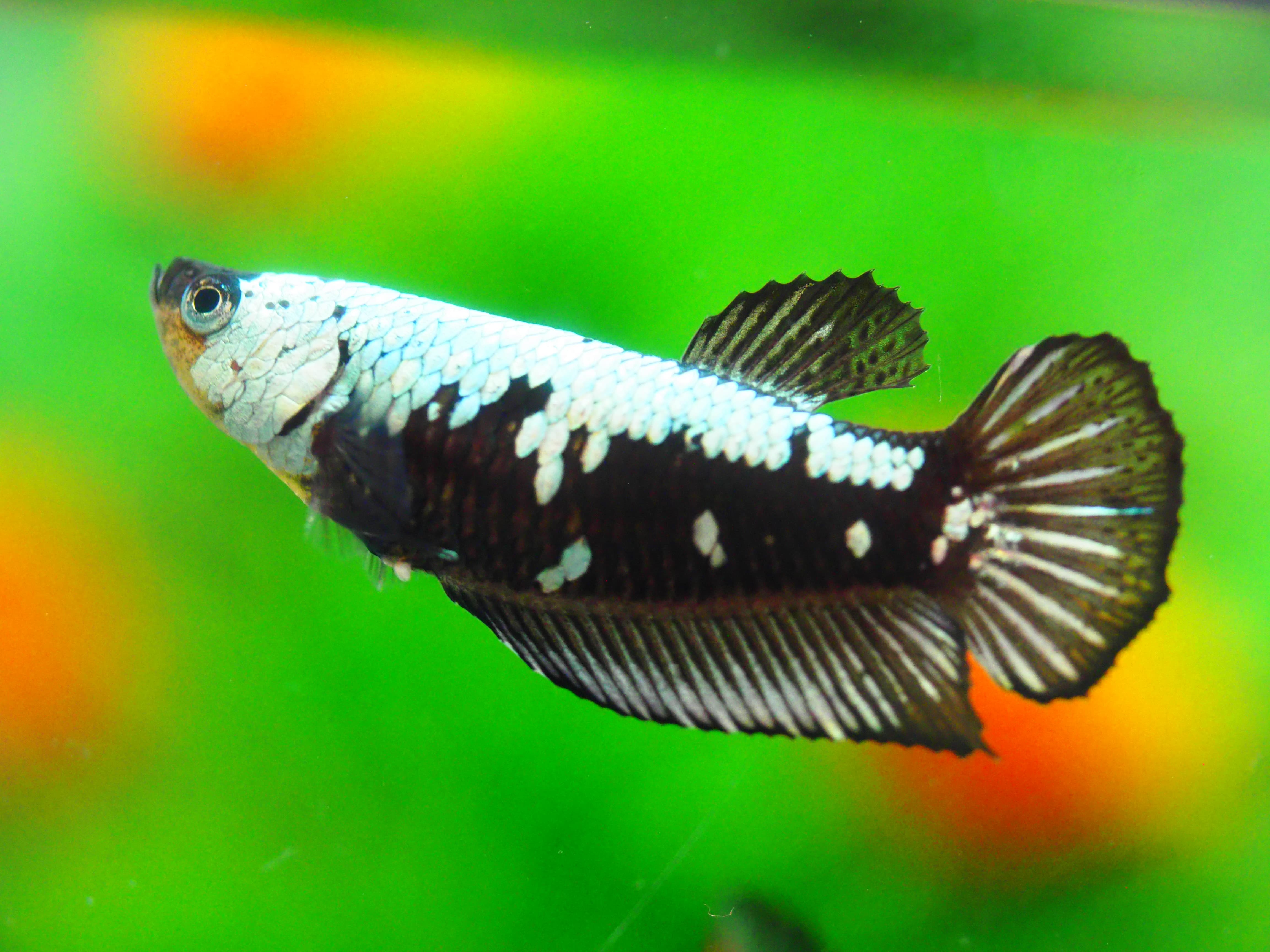 HMPK DRAGON FNMALE GRADE A +++