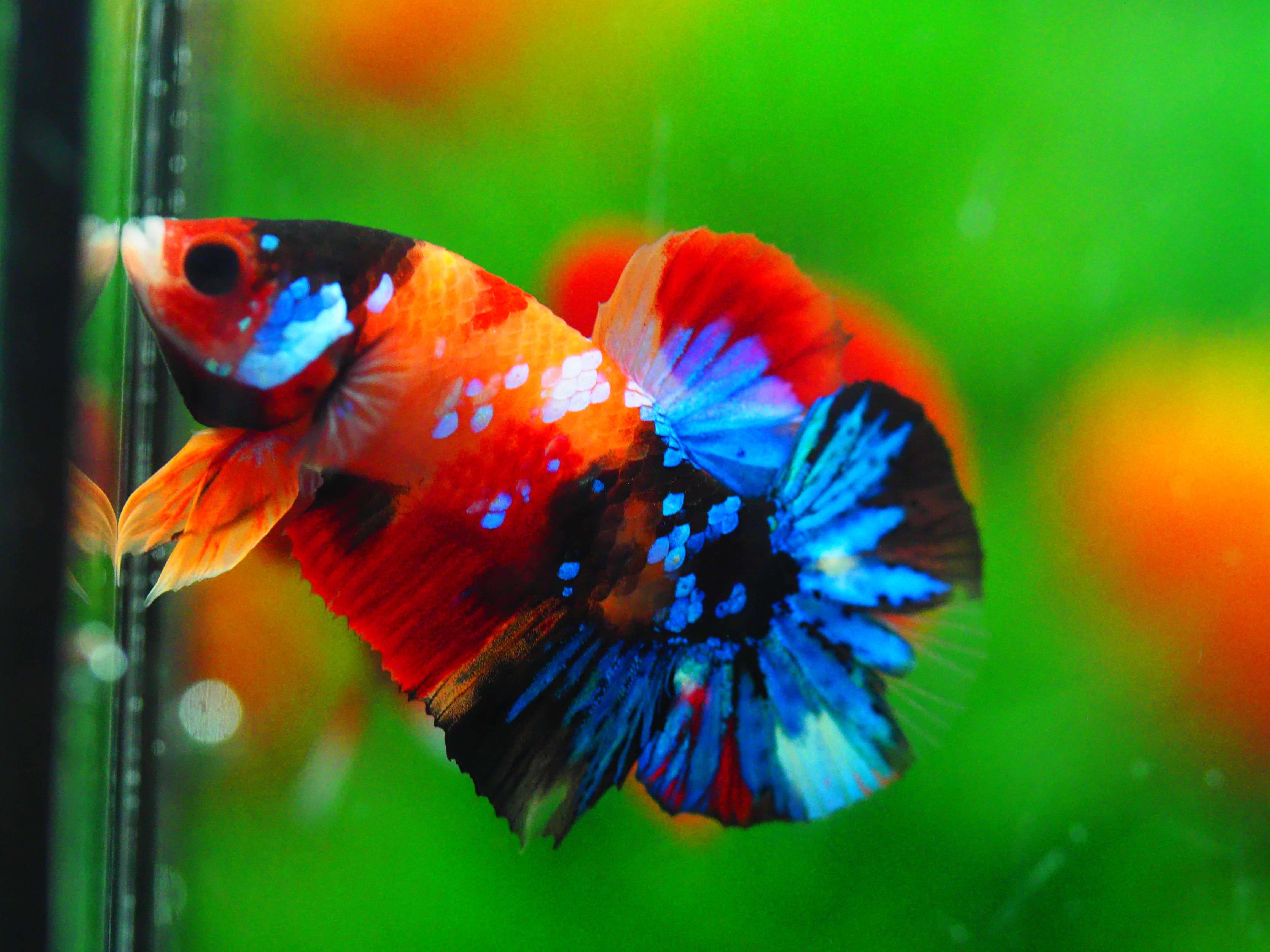 HMPK NEMO GALAXY MALE GRADE A +++